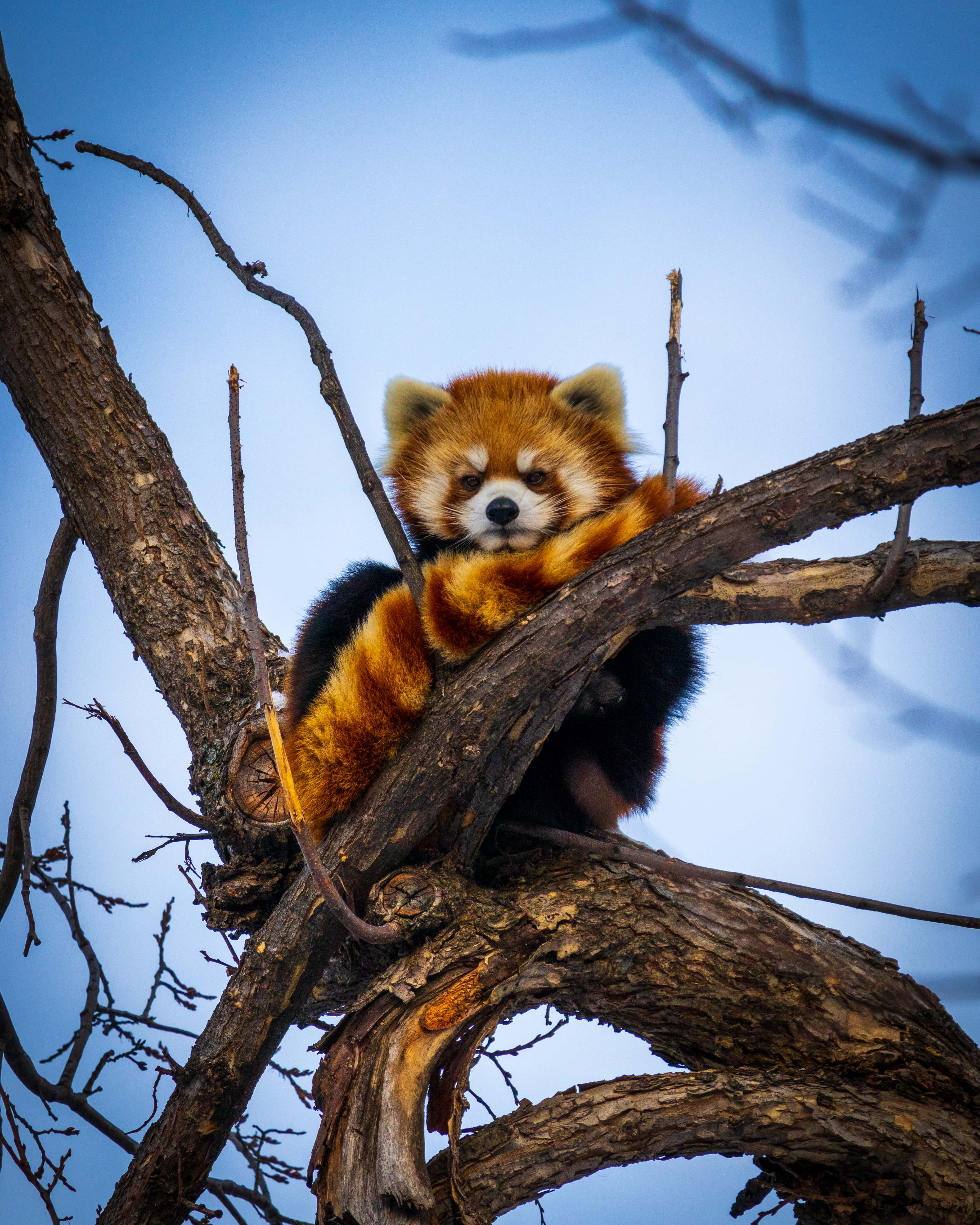 red panda, fluffy orange and black fur, bare tree branch, 4K Phone Wallpaper