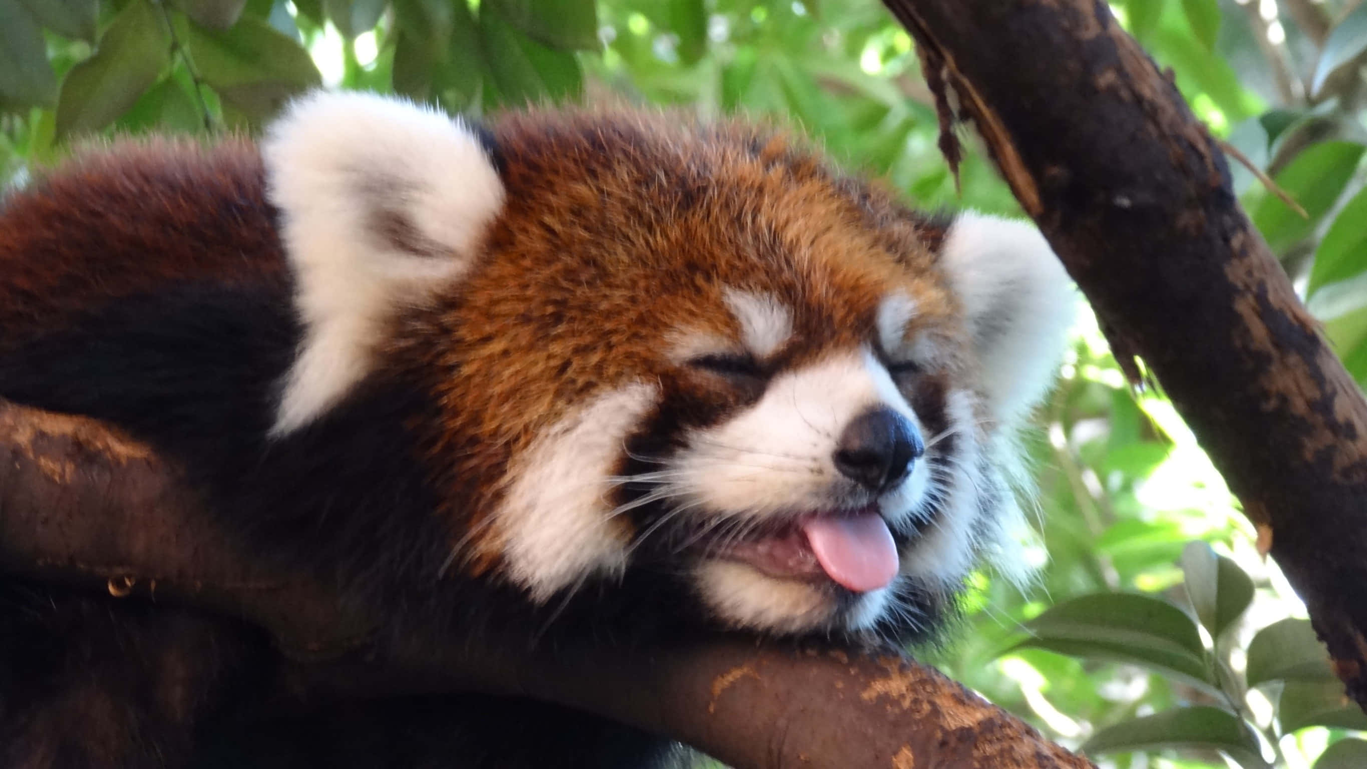 red panda, tree branch, lush green leaves, 2K Desktop Wallpaper