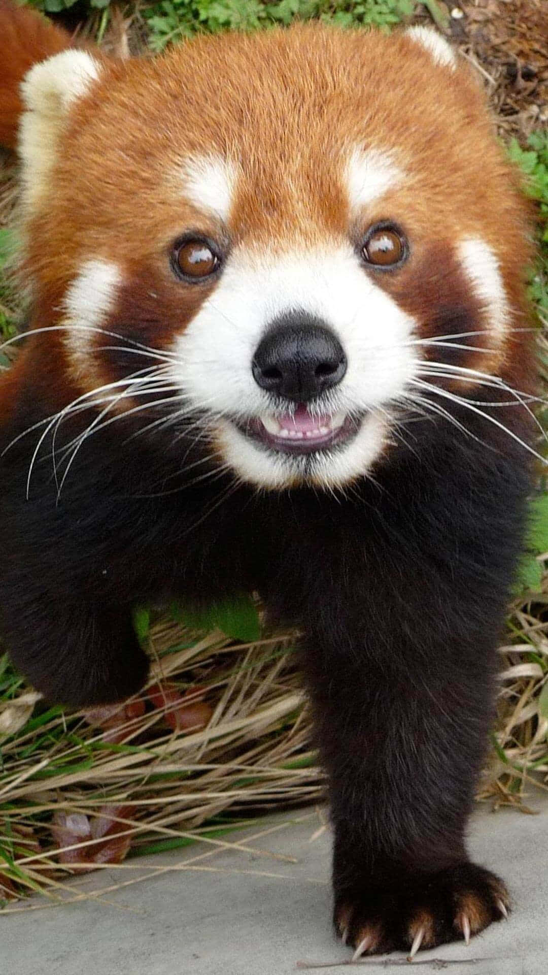 red panda, concrete path, greenery, Full HD Phone Wallpaper