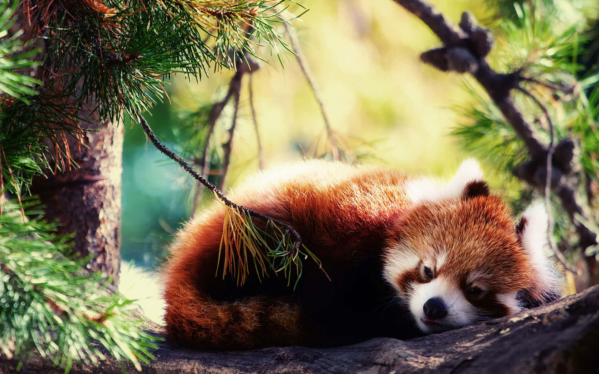 red panda, sunlit tree branch, green pine needles, Full HD Desktop Wallpaper
