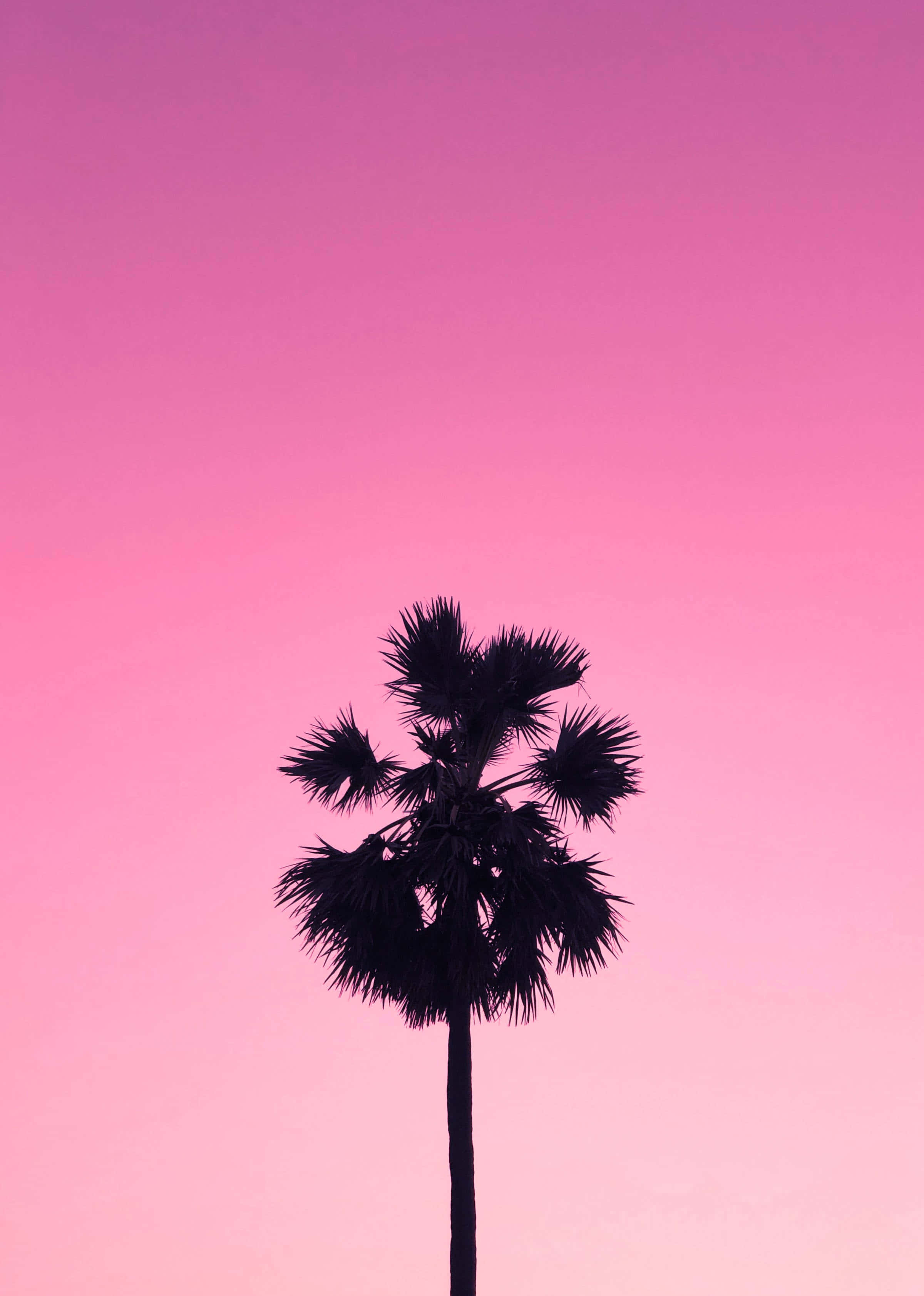 palm tree silhouette, gradient pink sky, dusk, 2K Phone Wallpaper