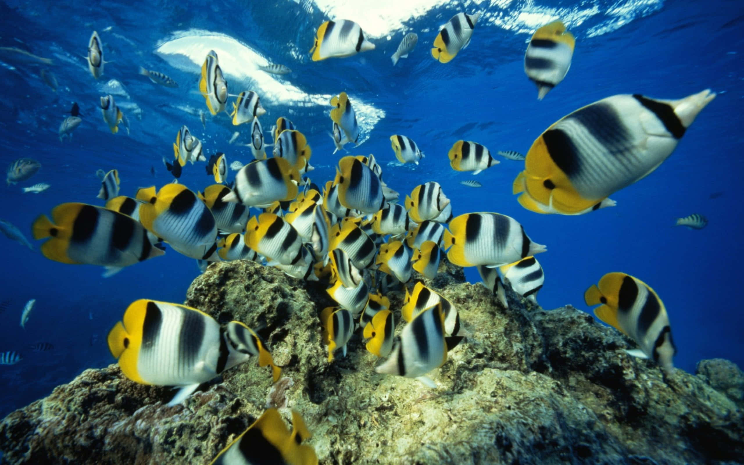 kawaii sea creatures, yellow black and white butterflyfish, sunlit coral reef, 2K Desktop Wallpaper