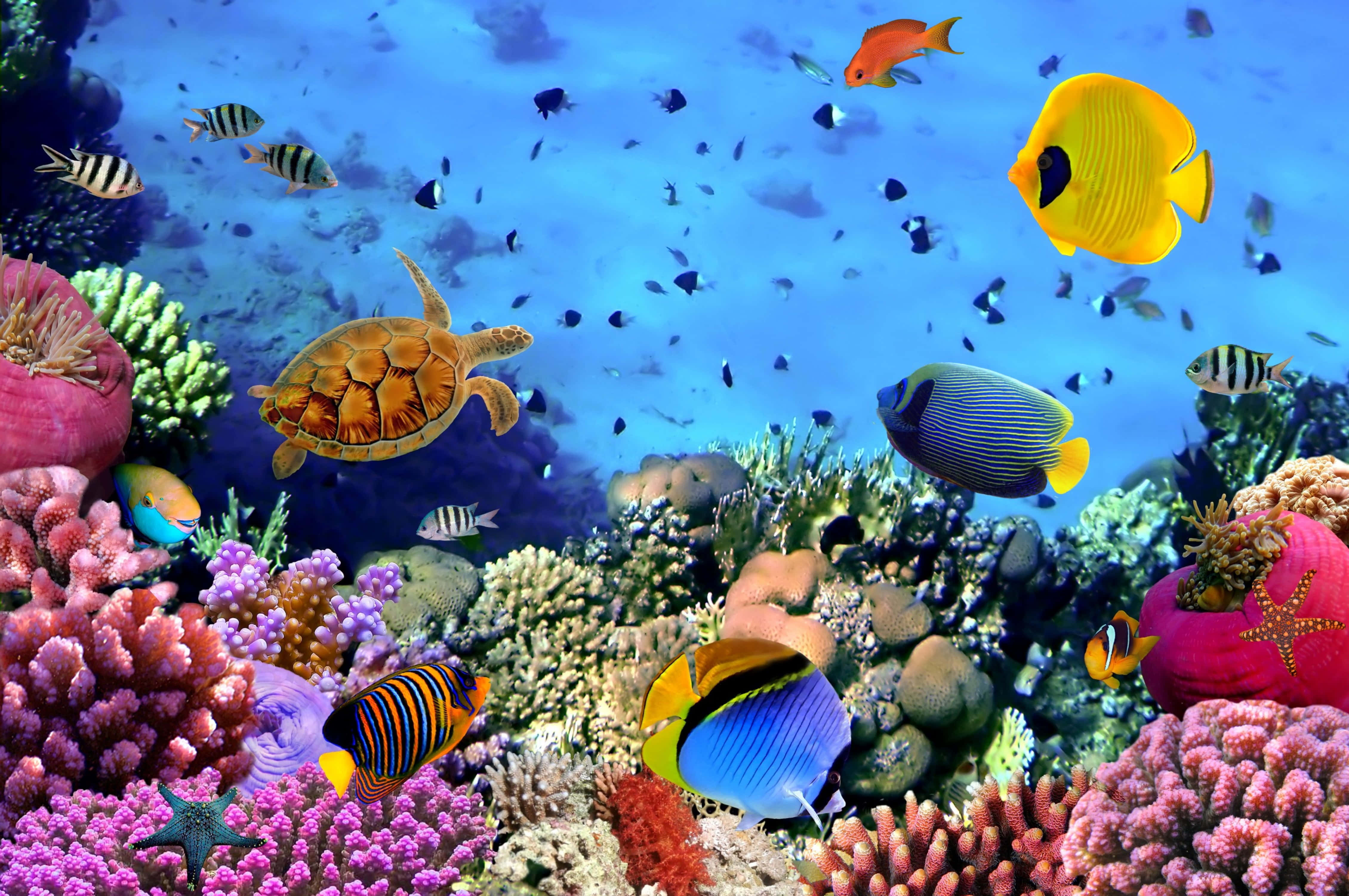 kawaii sea creatures, coral reef, tropical fish, 4K Desktop Wallpaper