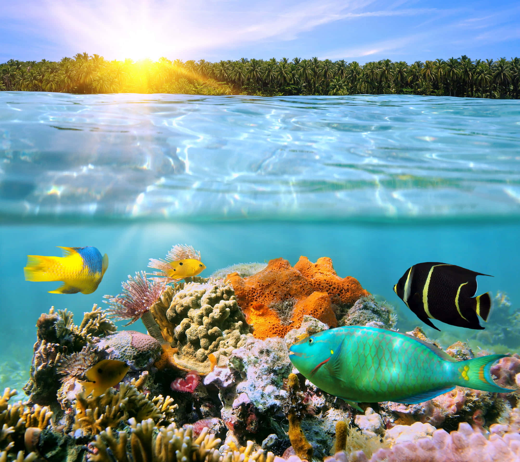 kawaii sea creatures, turquoise water, vibrant coral reef, Full HD Desktop Wallpaper
