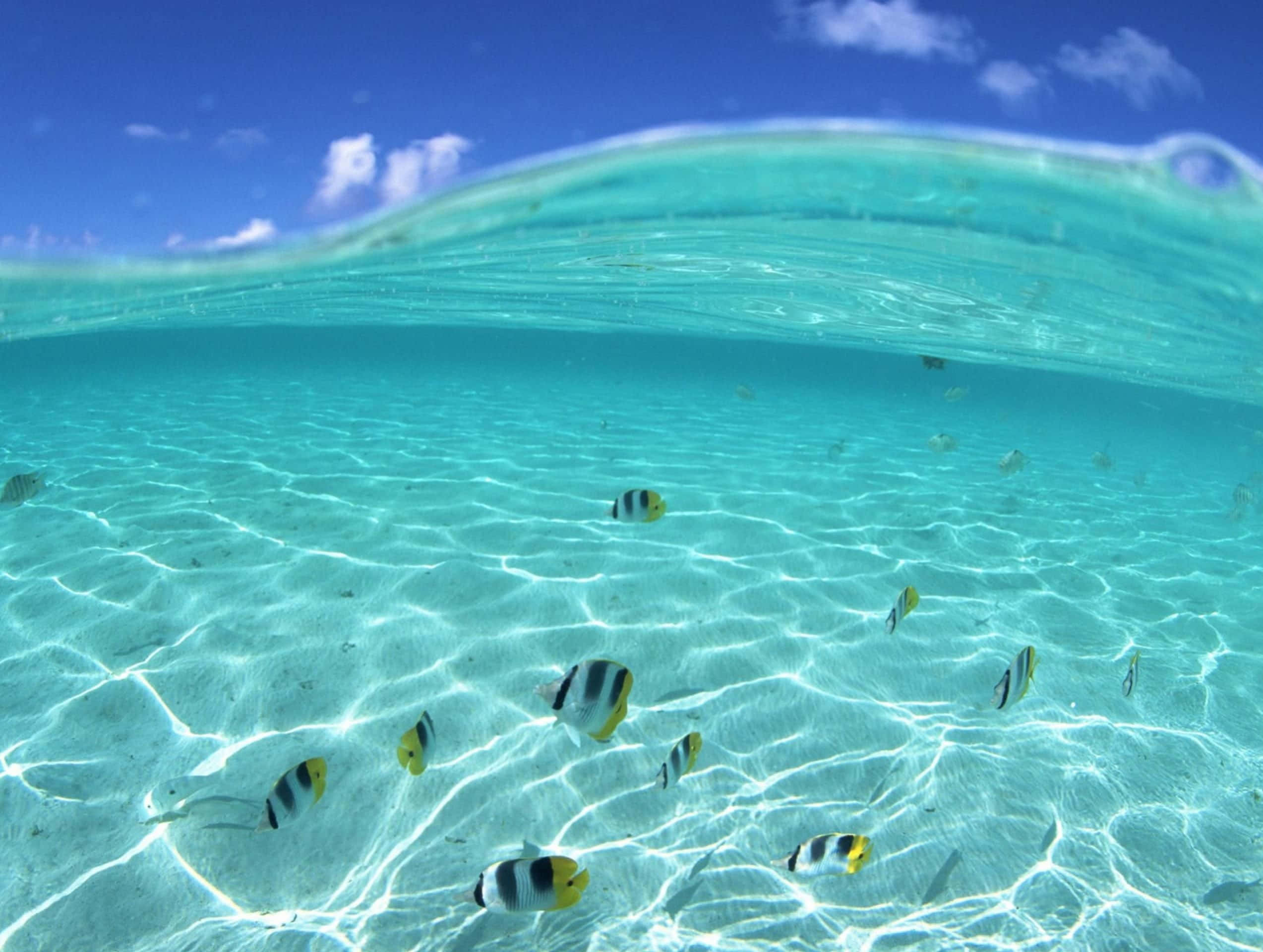 kawaii sea creatures, turquoise ocean, sunlight patterns, Full HD Desktop Wallpaper