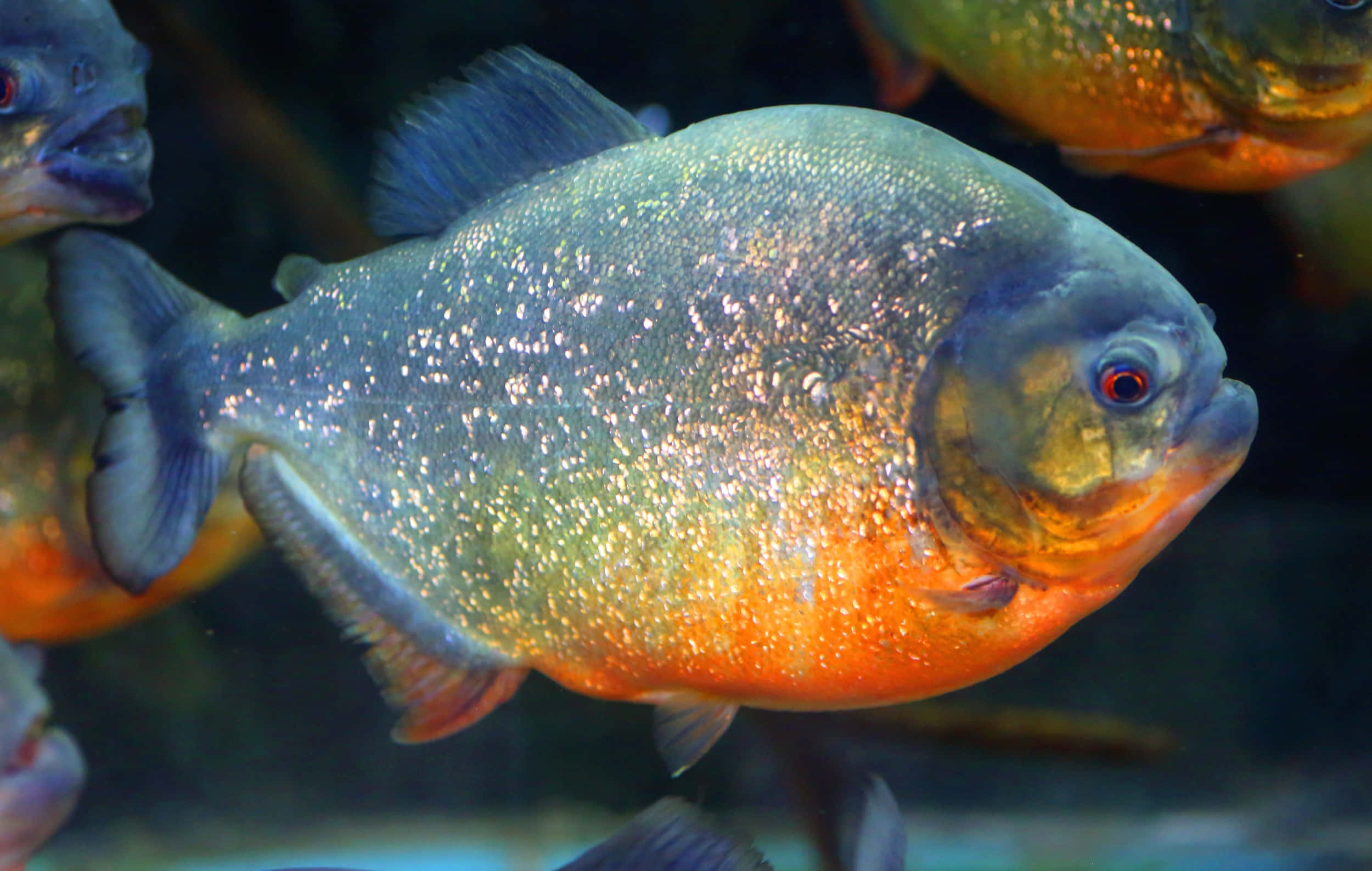colorful piranha, shimmering silver-blue scales, fiery orange belly, Full HD Desktop Wallpaper