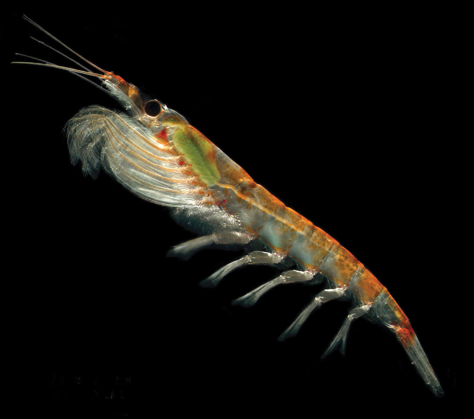 krill, translucent shrimp, orange and green markings, HD Desktop Wallpaper