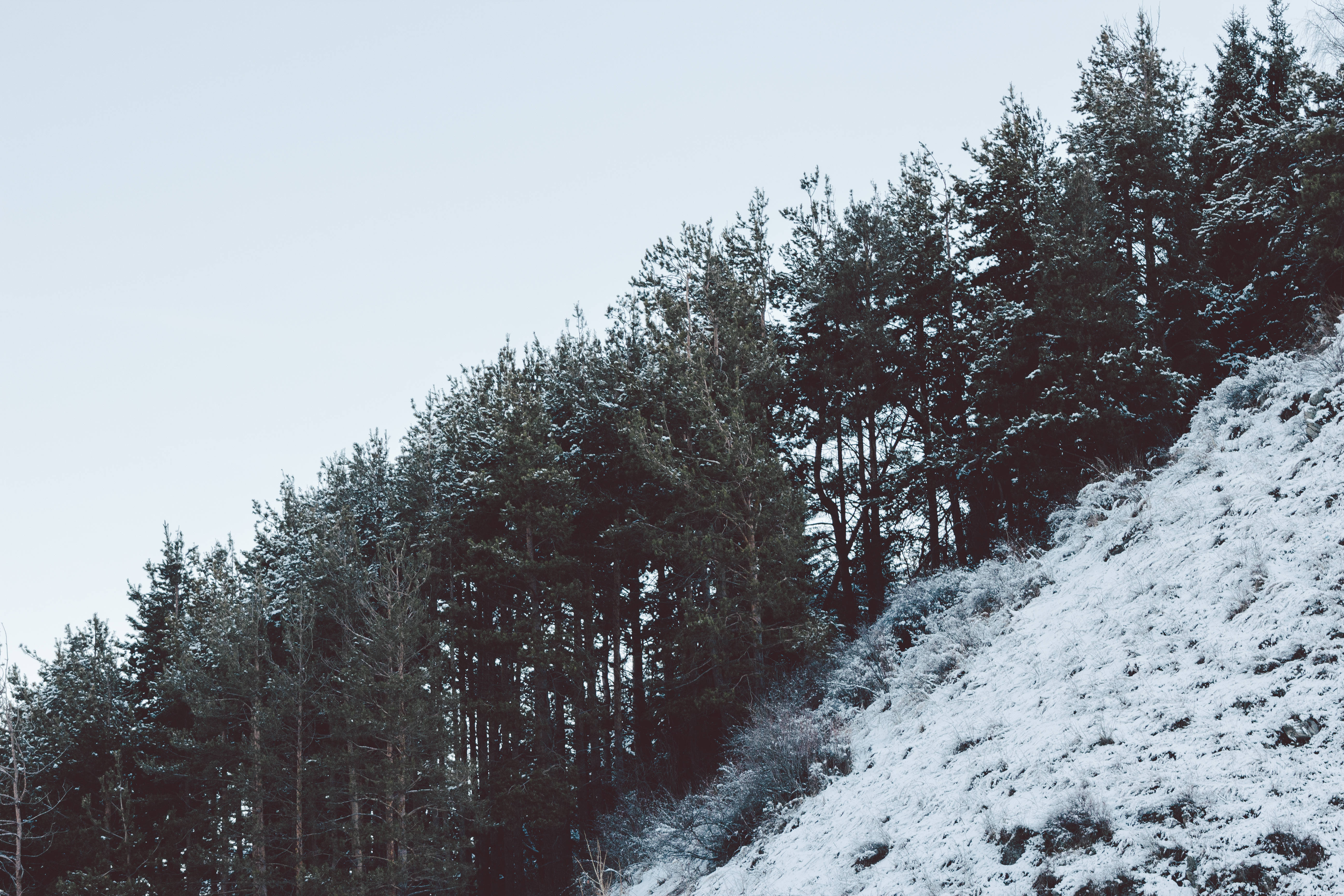 snow forest, Kazakhstan, steep hillside, 5K Desktop Wallpaper