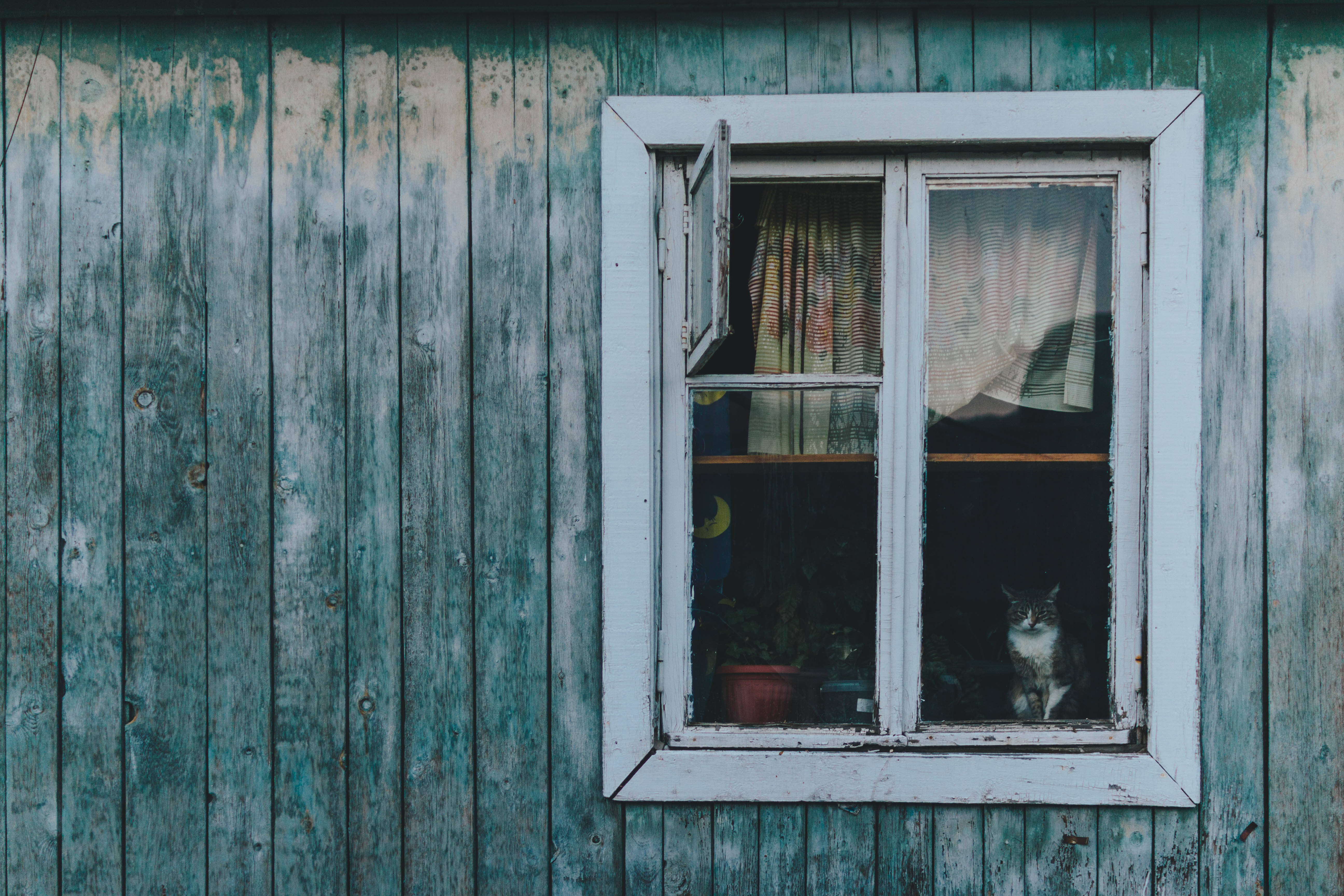 teal wooden house, white-framed window, gray and white cat, 5K Desktop Wallpaper