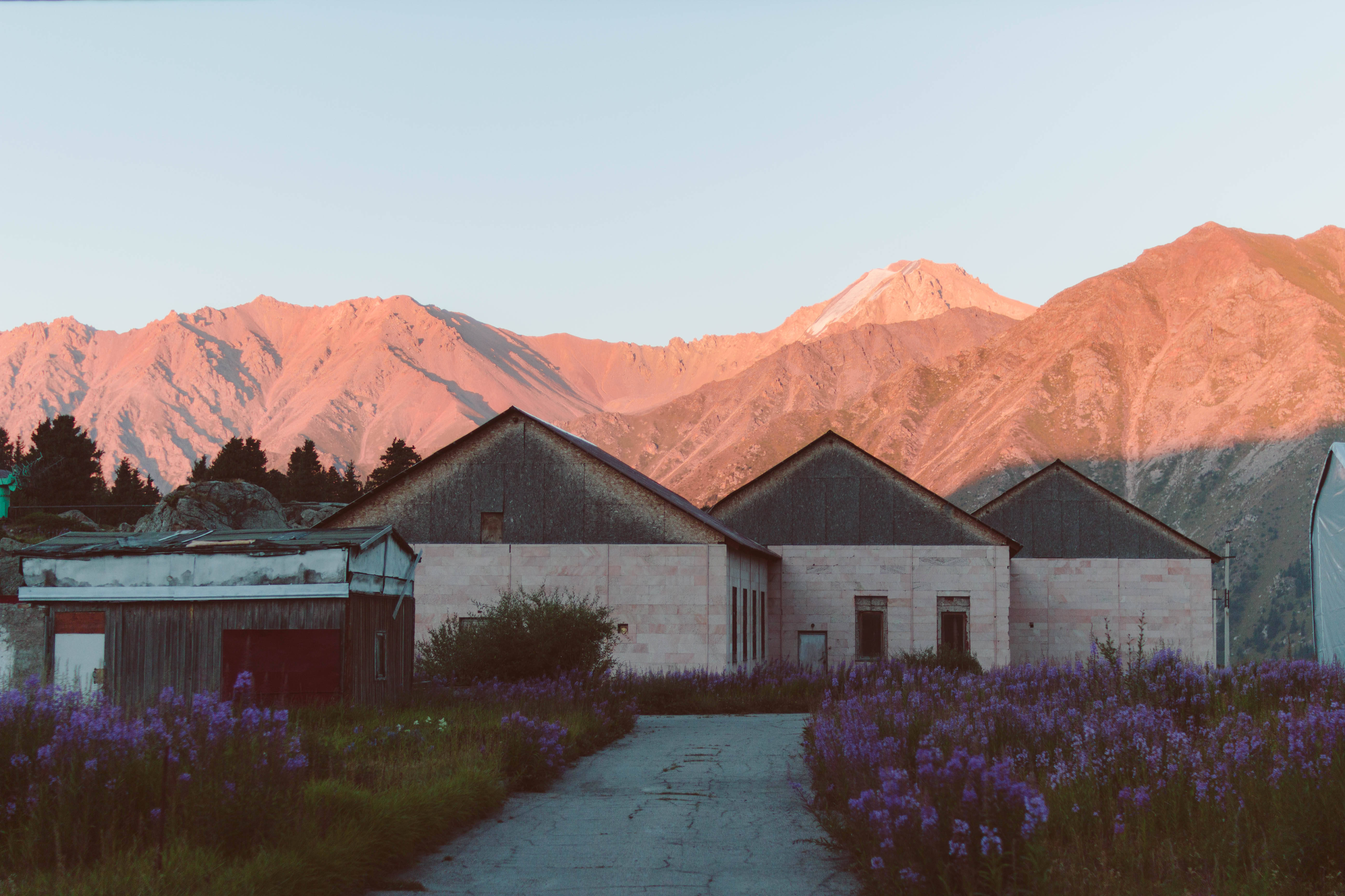 country house, Kazakhstan, purple wildflowers, 5K Desktop Wallpaper