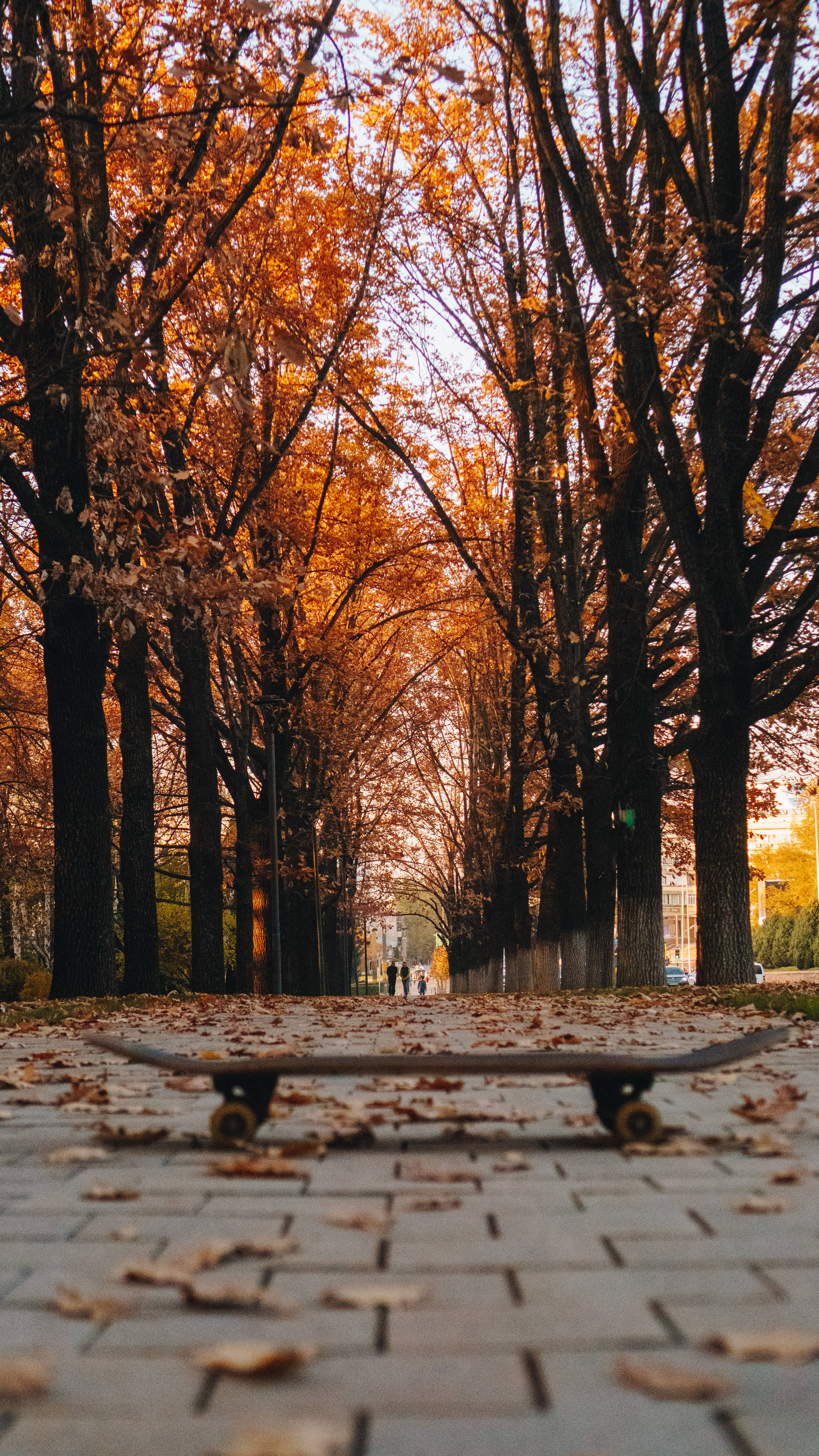 autumn in kazakhstan, Kazakhstan, fiery orange autumn trees, 5K Phone Wallpaper