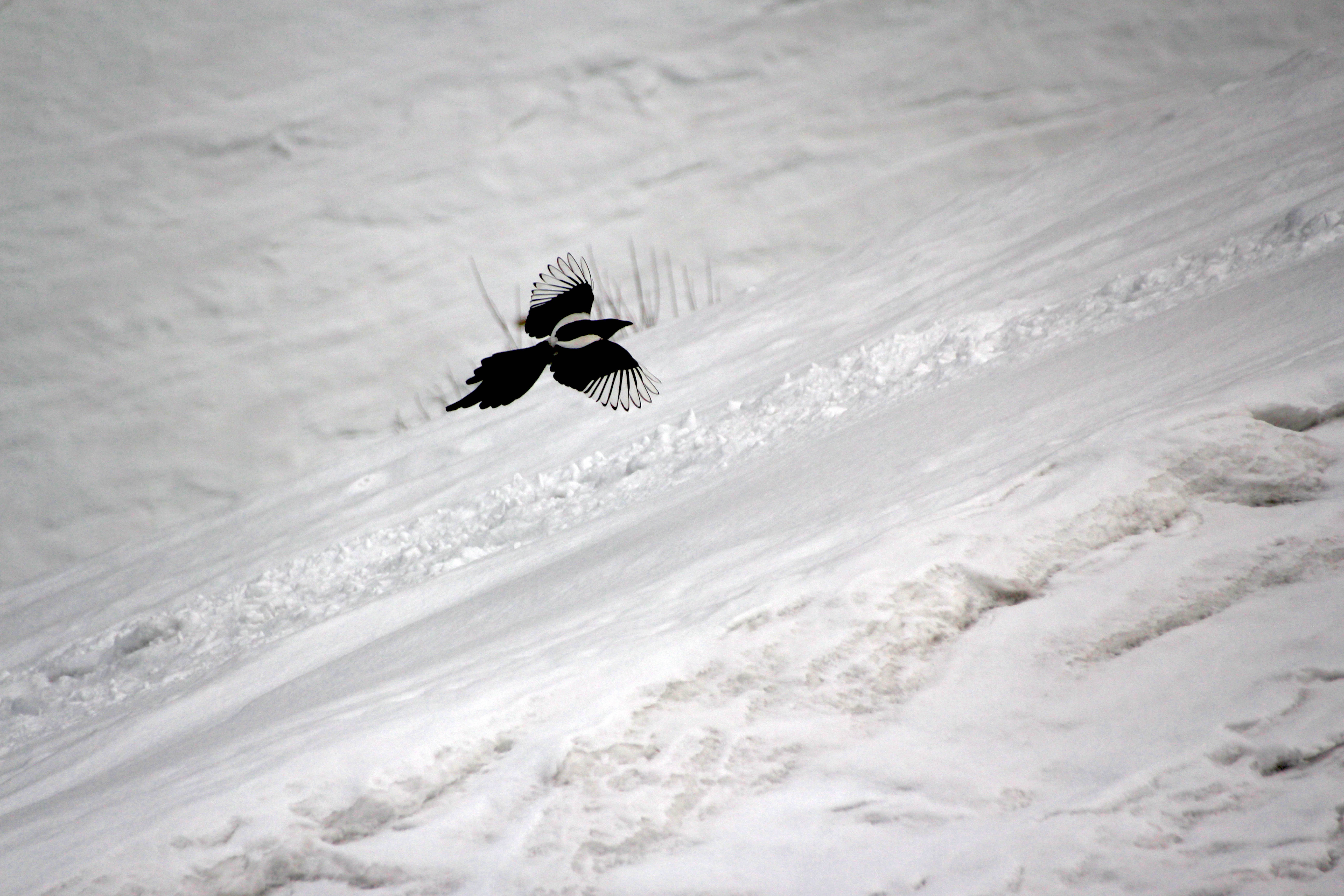 magpie, snowy slope, winter backdrop, 5K Desktop Wallpaper