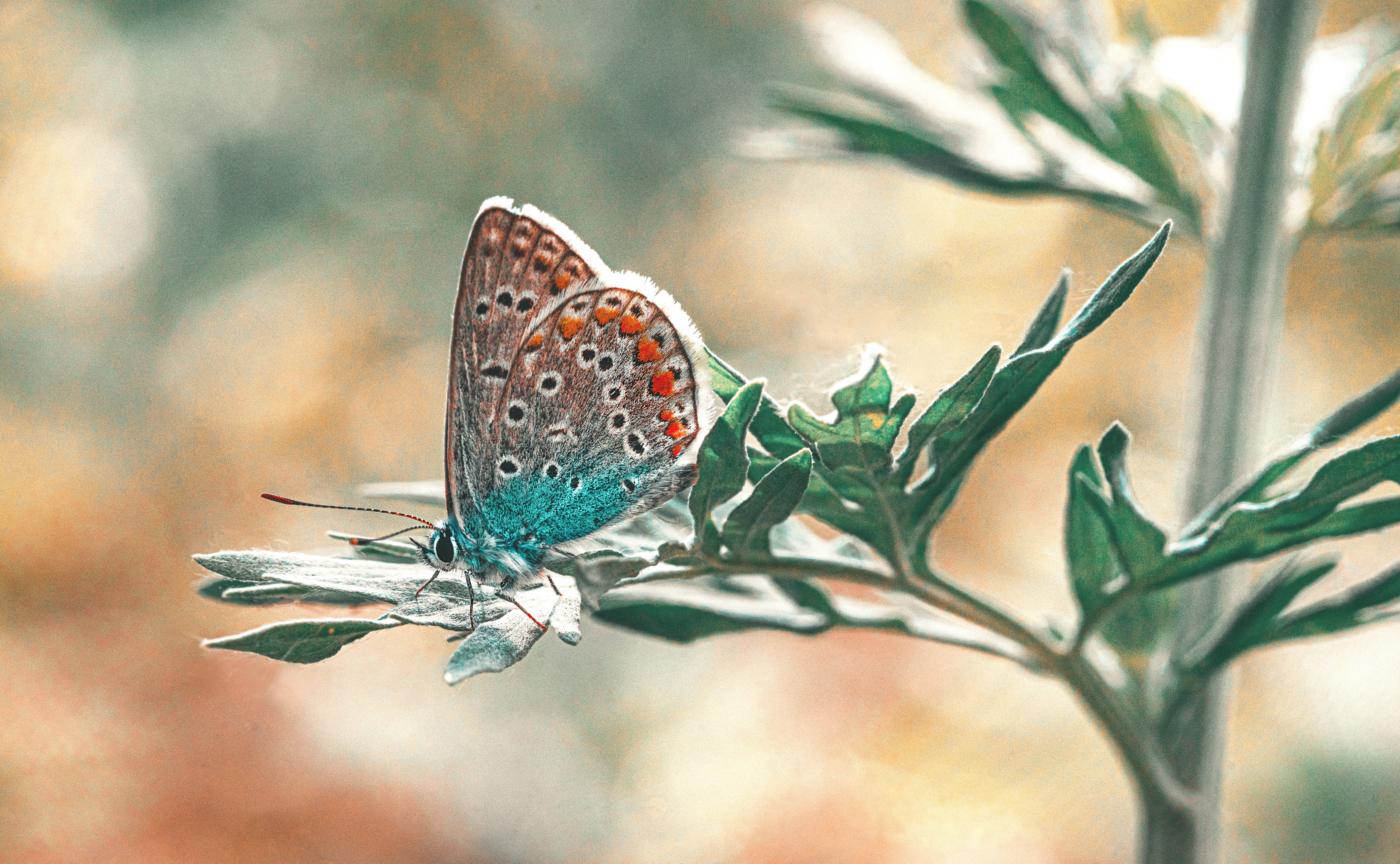 Kazakhstan, blue butterfly, orange spots, 5K Desktop Wallpaper
