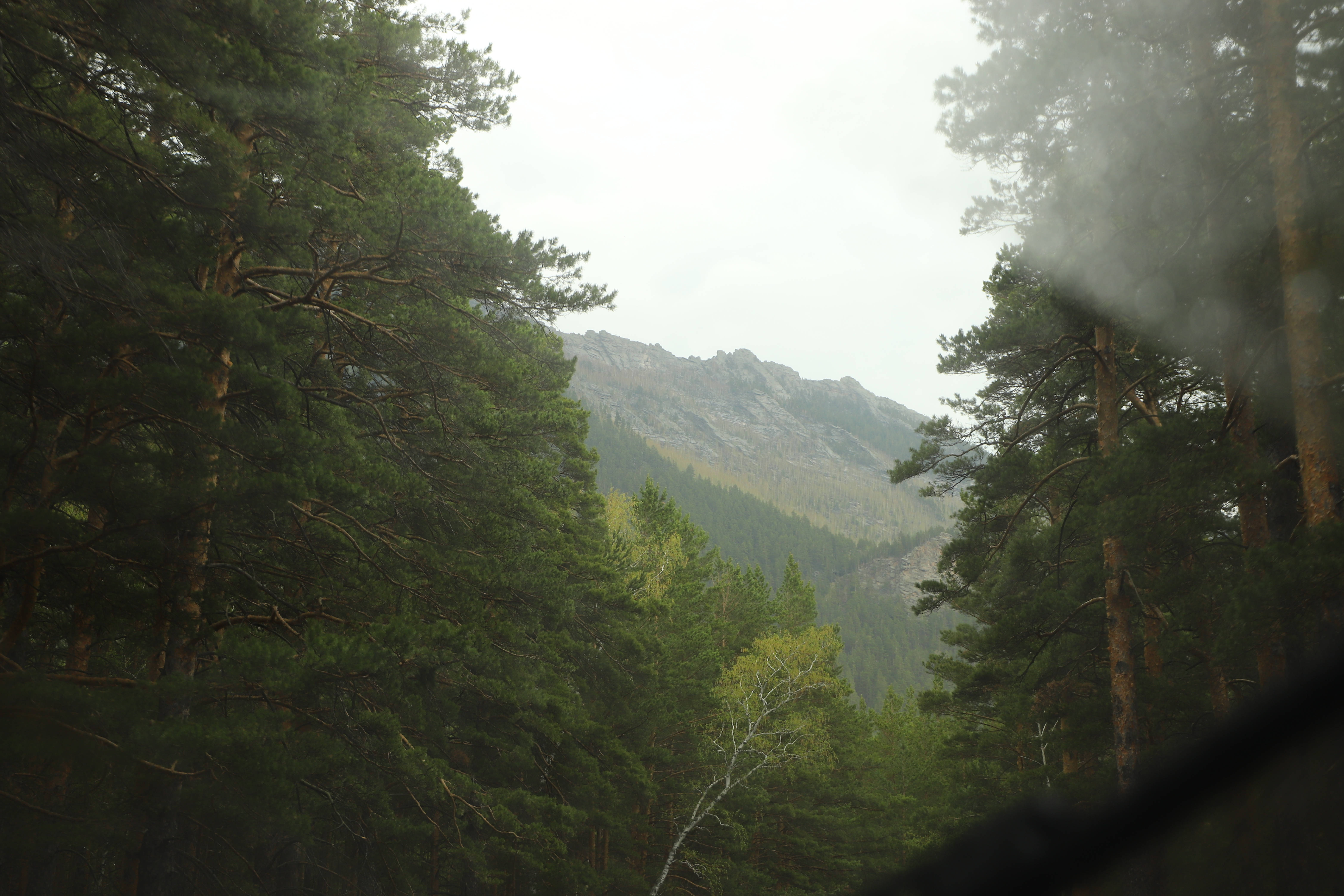 Deep Forest, Kazakhstan, pine trees, 5K Desktop Wallpaper
