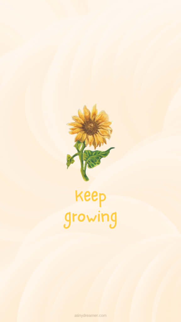 sunflower, green stem, leaves, SD Phone Wallpaper