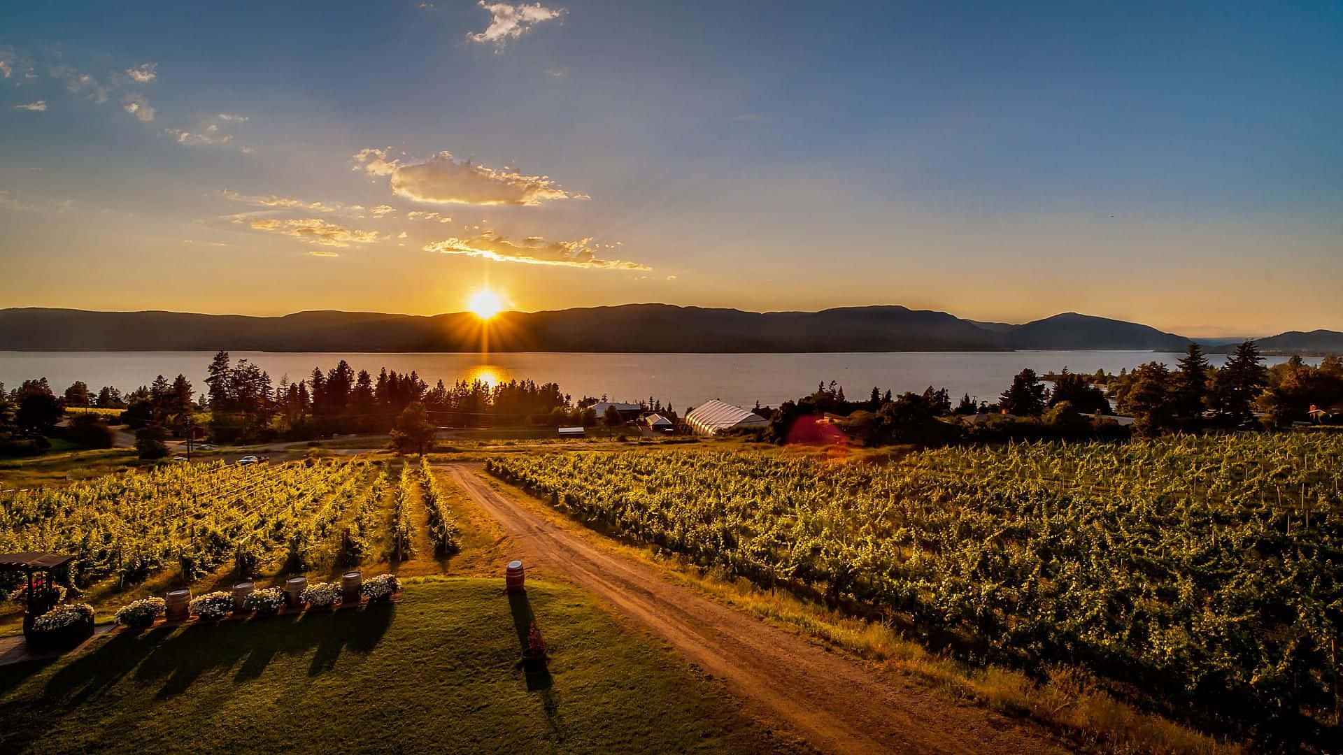 Kelowna, vineyard, golden sunset, Full HD Desktop Wallpaper