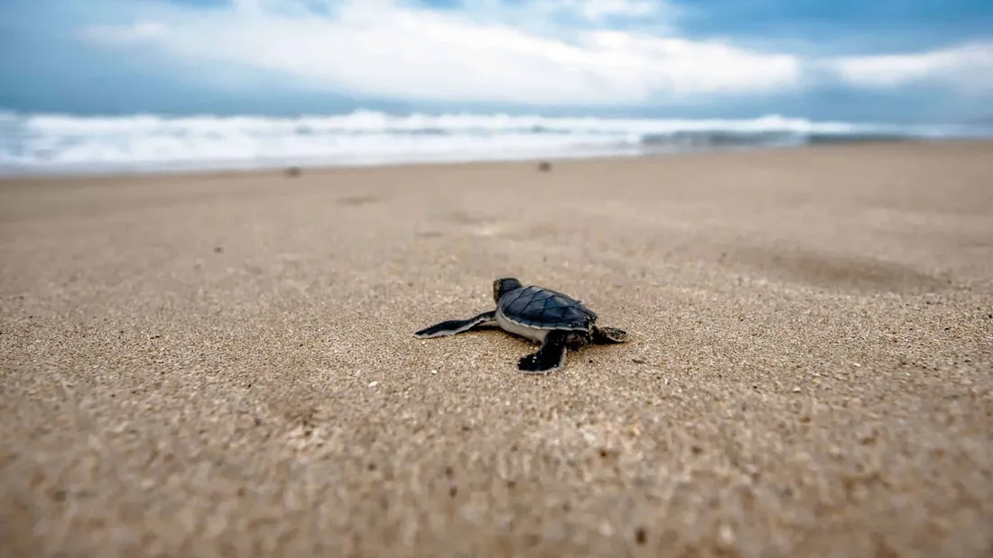 Kemp’s Ridley Sea Turtle