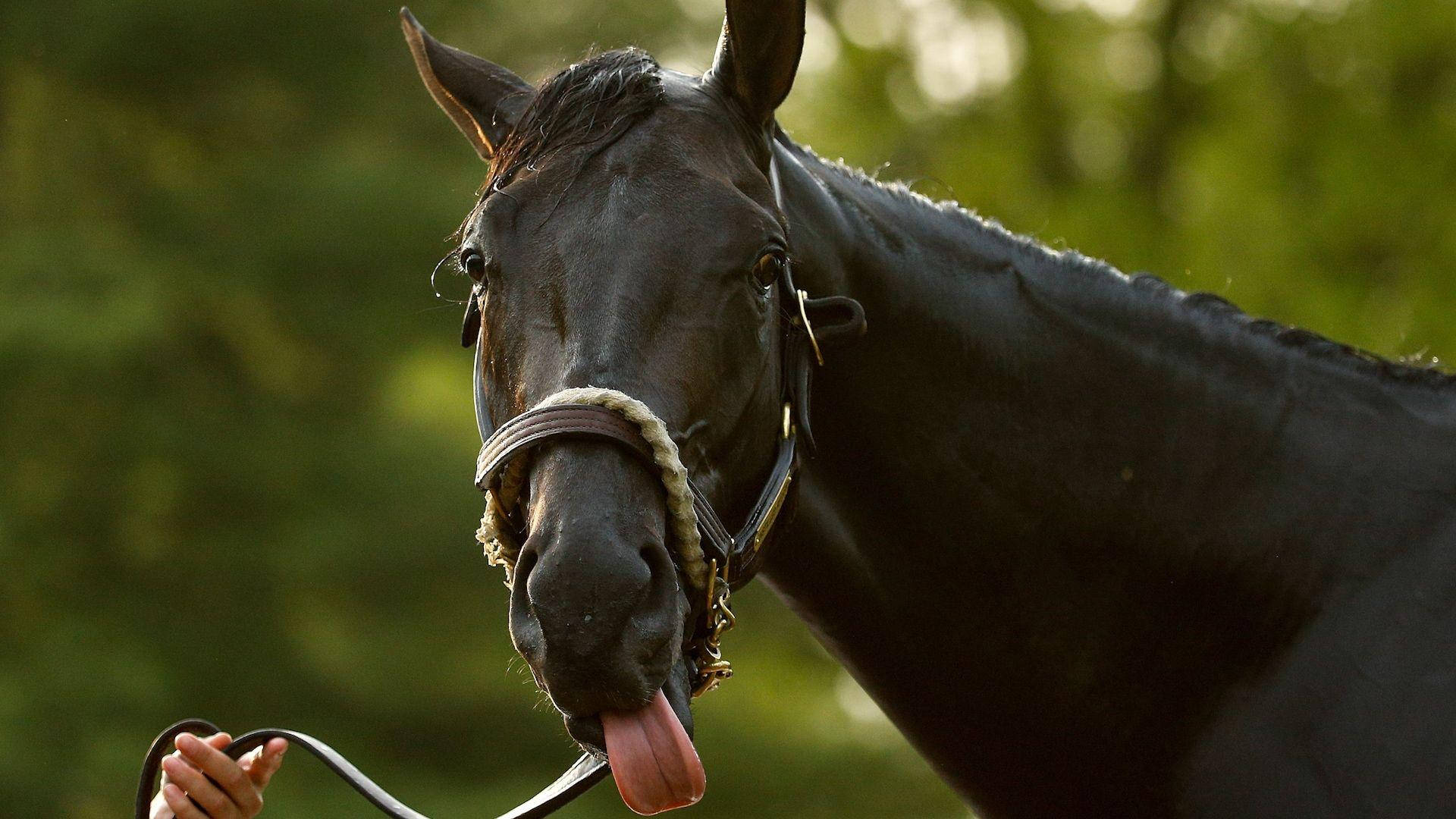 Kentucky Derby, black horse, tongue out, Full HD Desktop Wallpaper