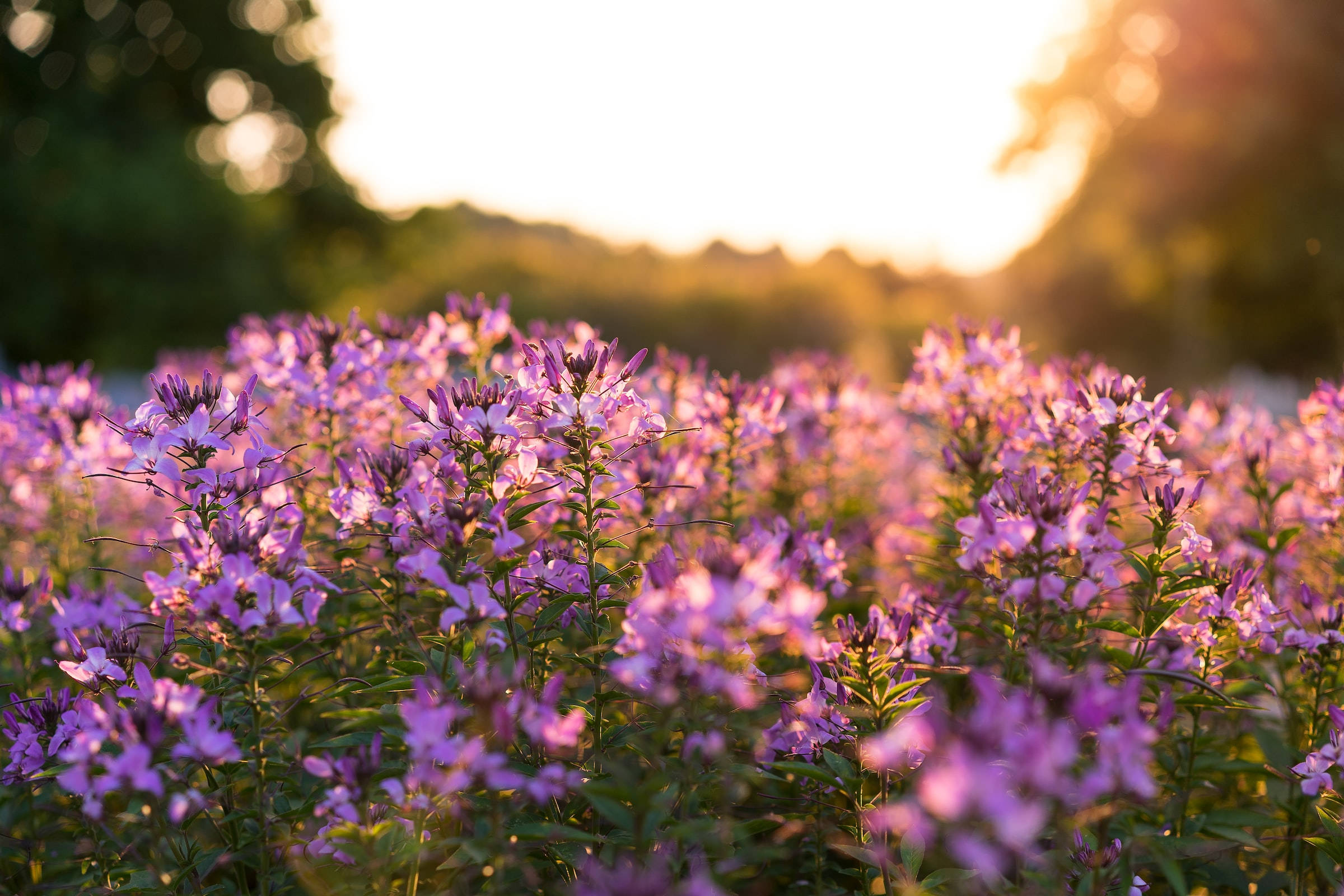 spider flowers, Kentucky, golden sunset, Full HD Desktop Wallpaper