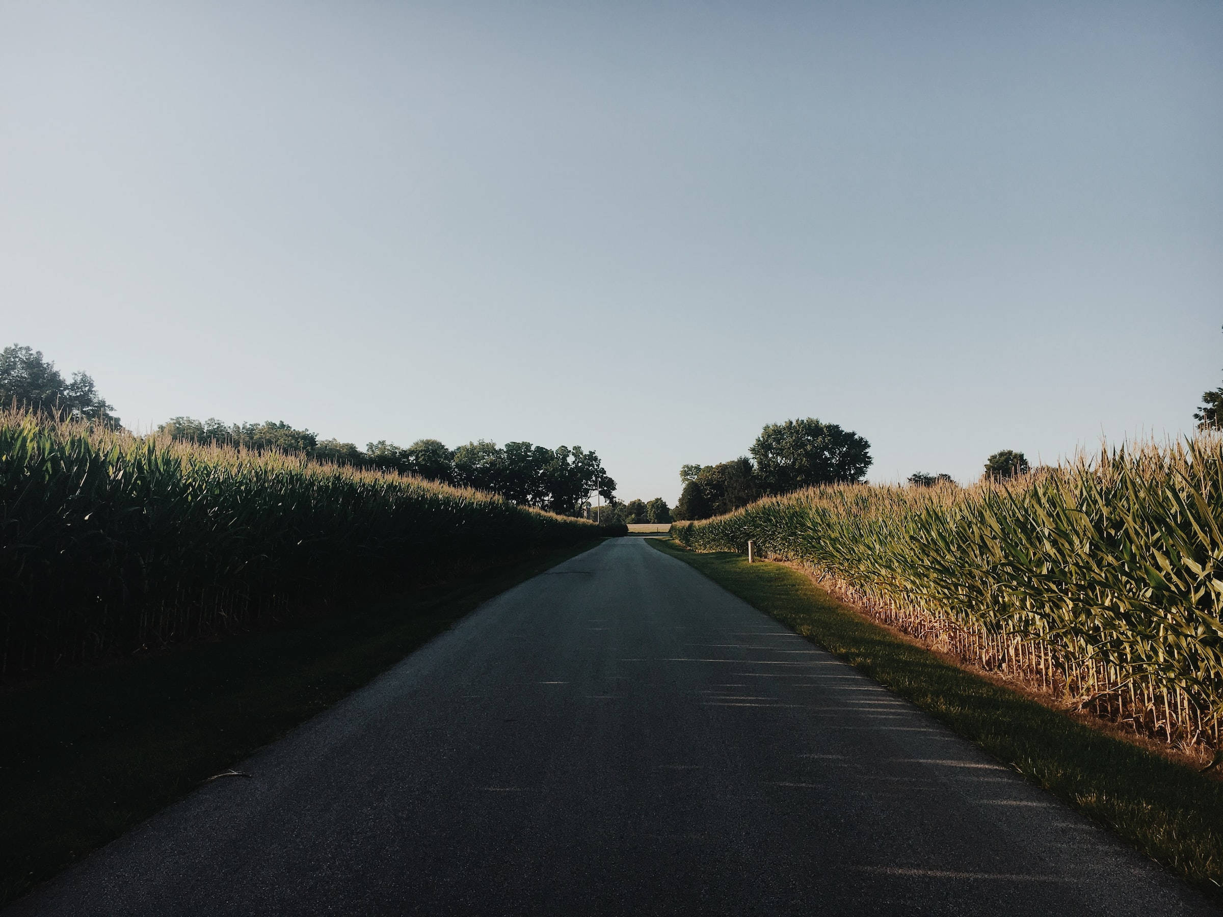 Kentucky, asphalt road, cornfields, Full HD Desktop Wallpaper