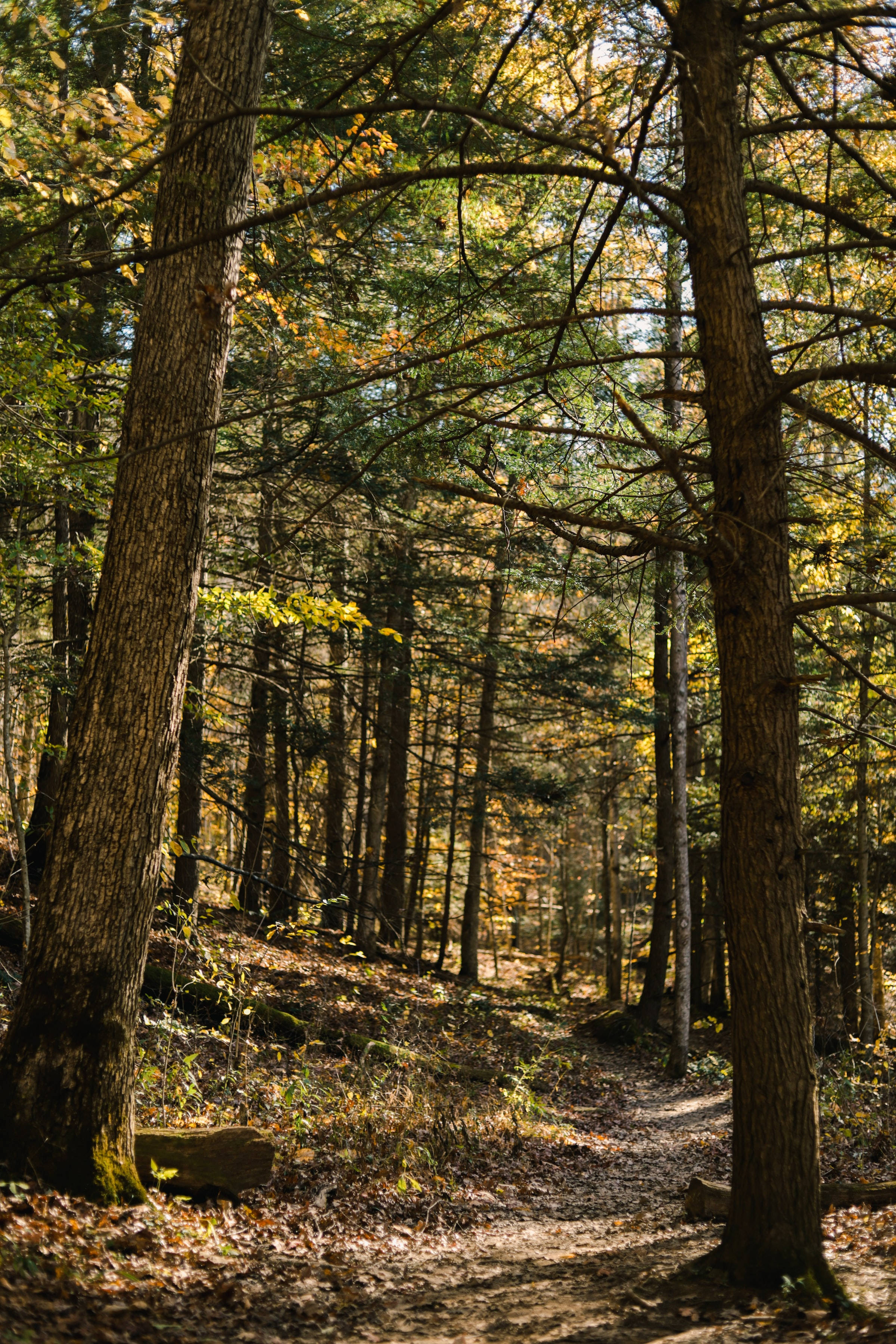 Kentucky, autumn trees, golden light, 2K Phone Wallpaper