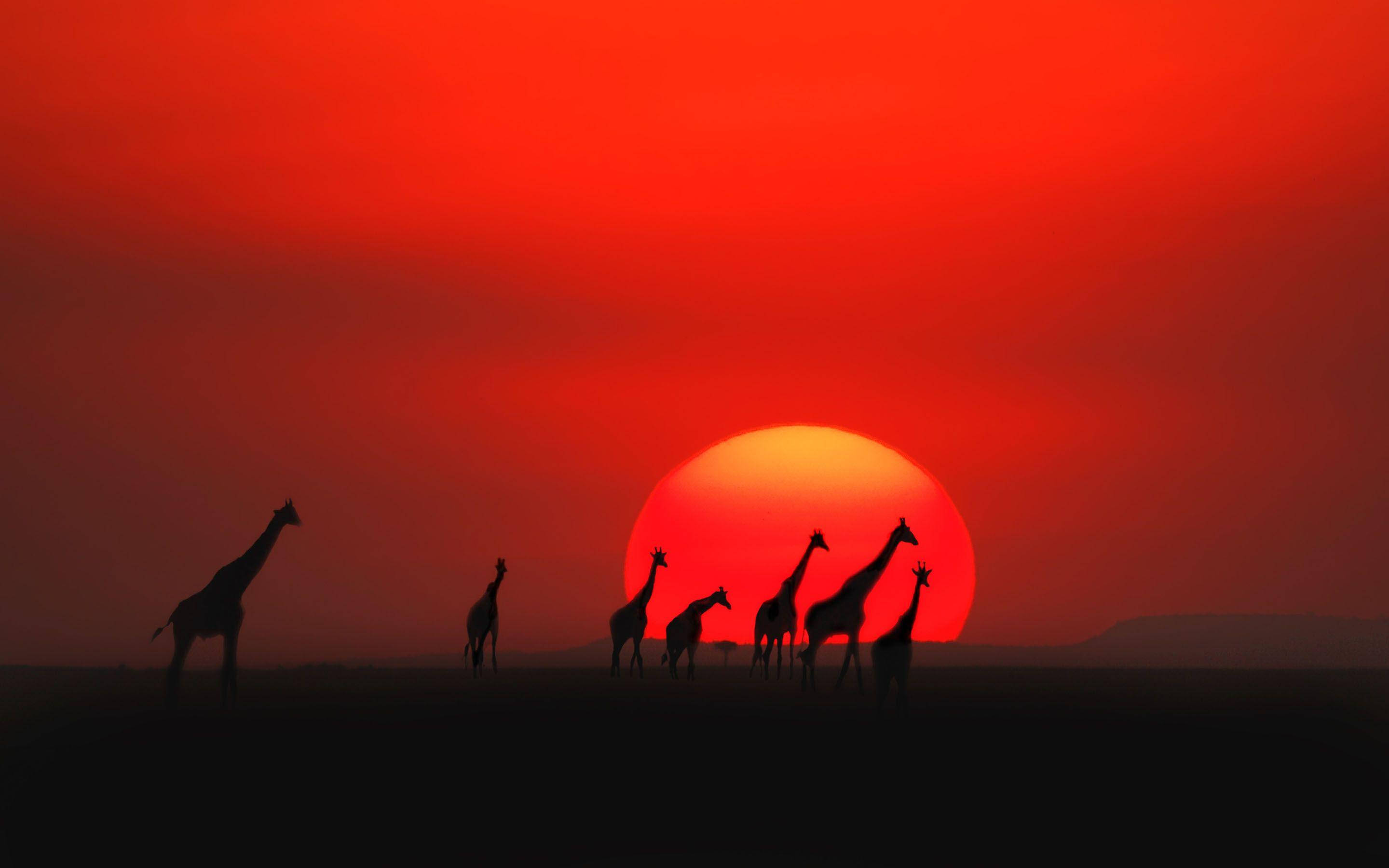 giraffes, sunset, savanna, 2K Desktop Wallpaper