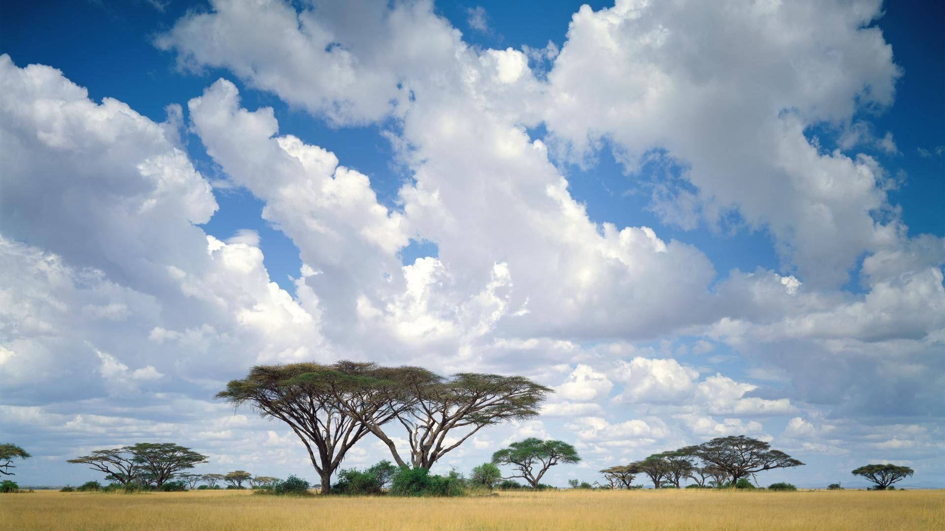 Kenya, golden savanna, acacia trees, Full HD Desktop Wallpaper