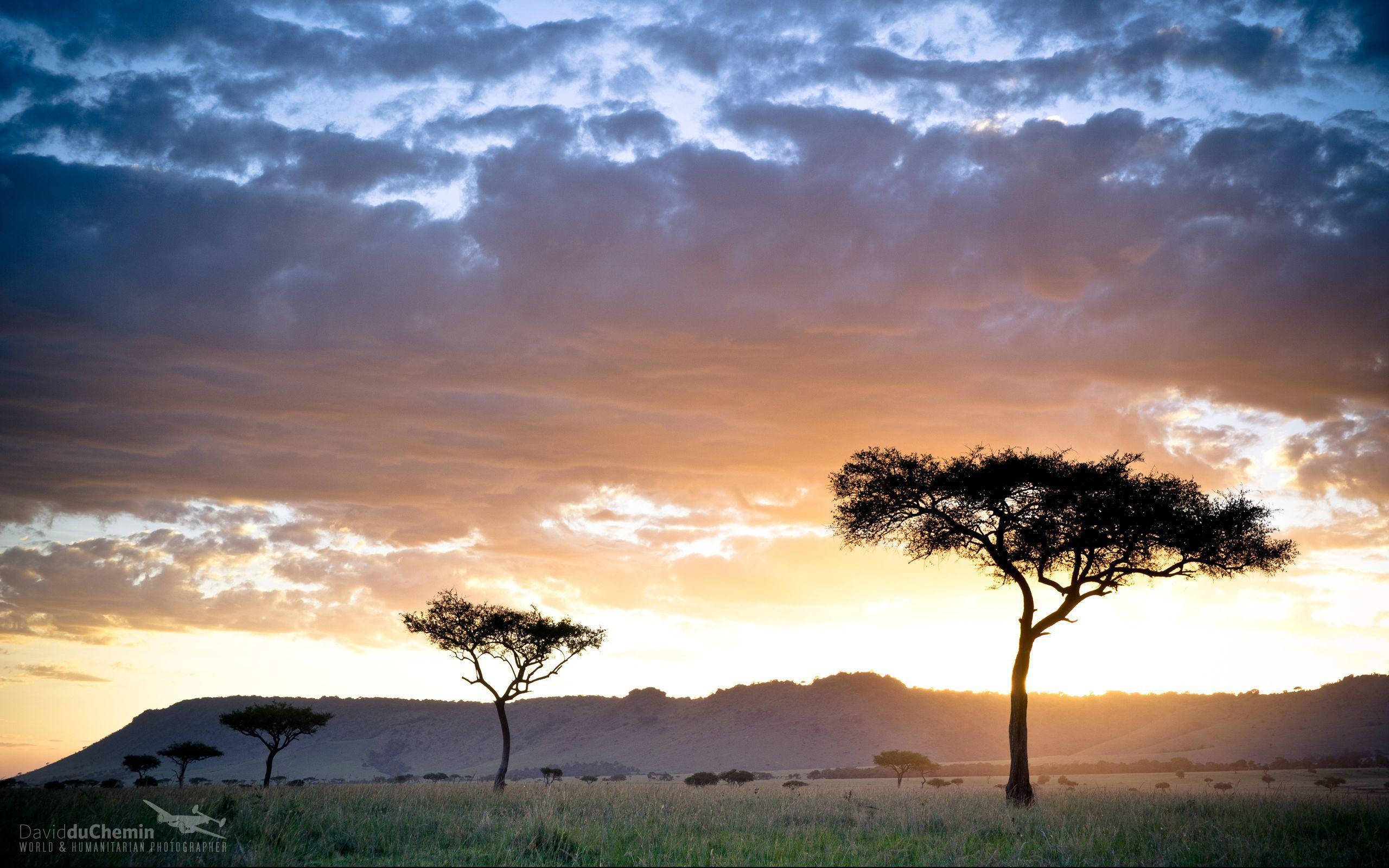 Kenya, safari, sunset, 2K Desktop Wallpaper