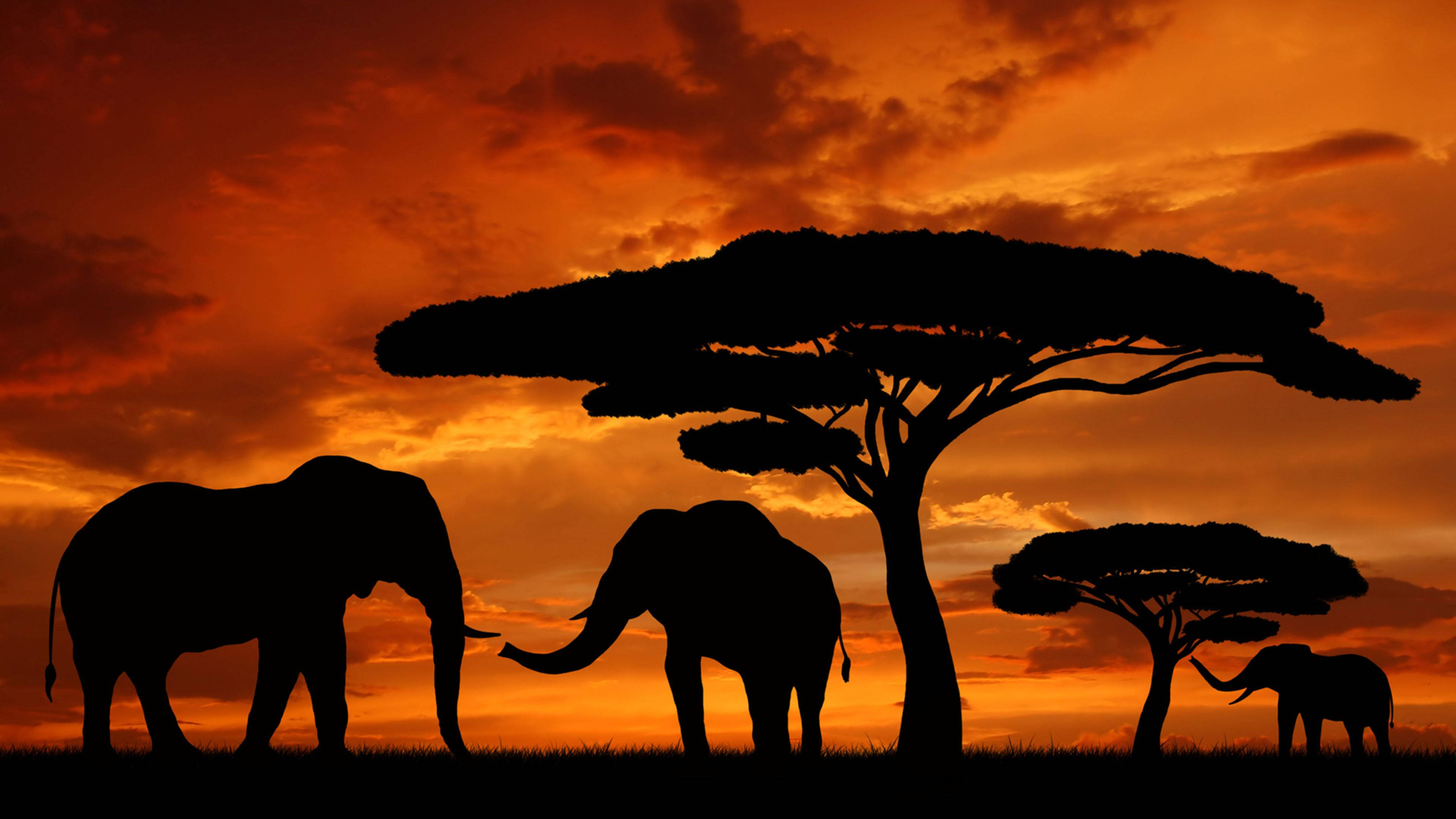 Kenya, safari, sunset, 4K Desktop Wallpaper