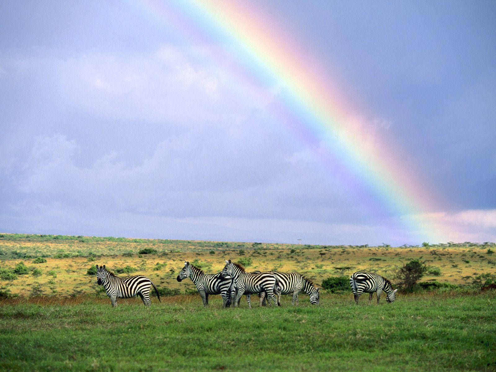 Kenya, grassy safari field, herd of zebras, HD Desktop Wallpaper