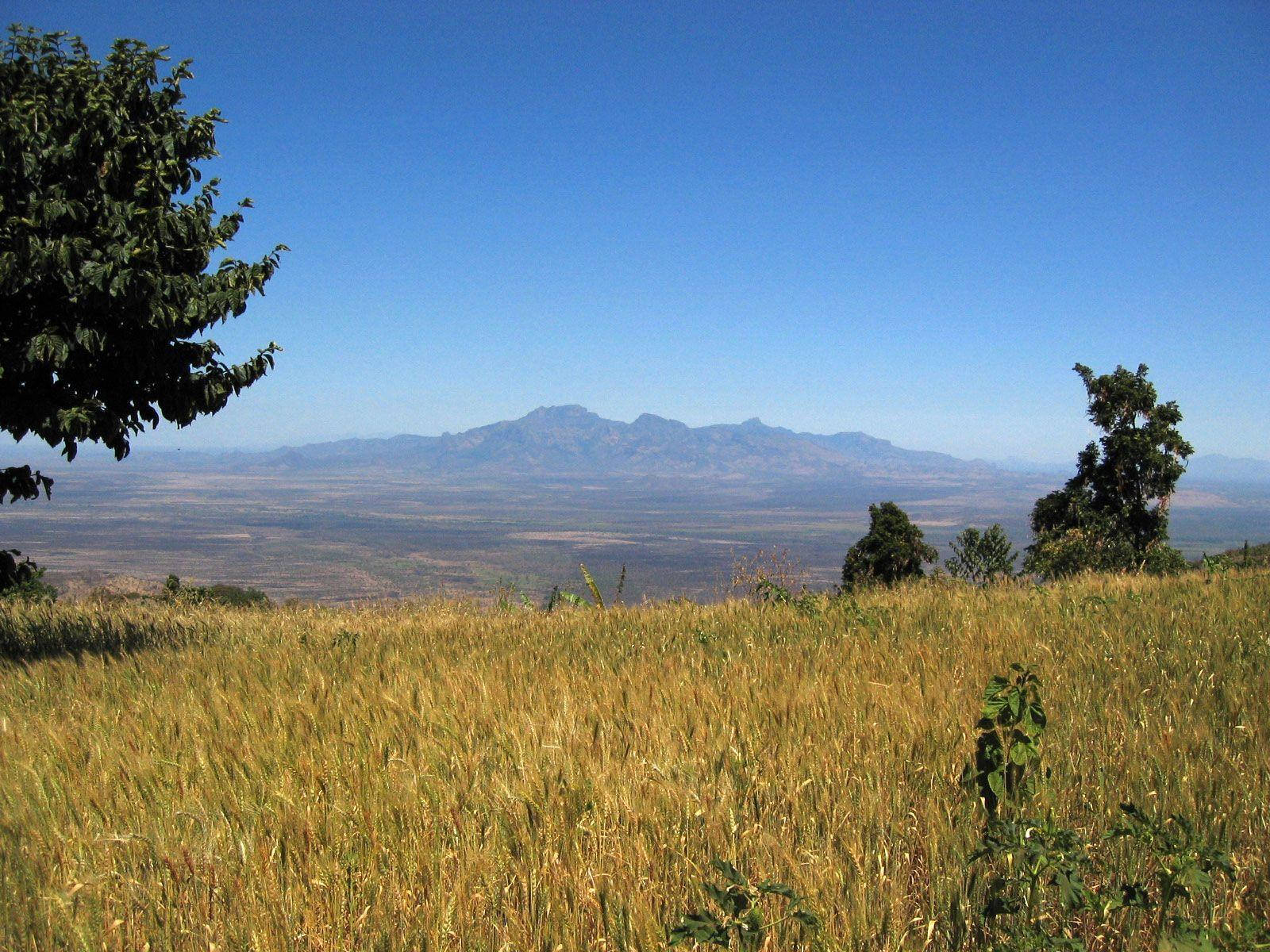 wheat field, Kenya, distant mountains, HD Desktop Wallpaper