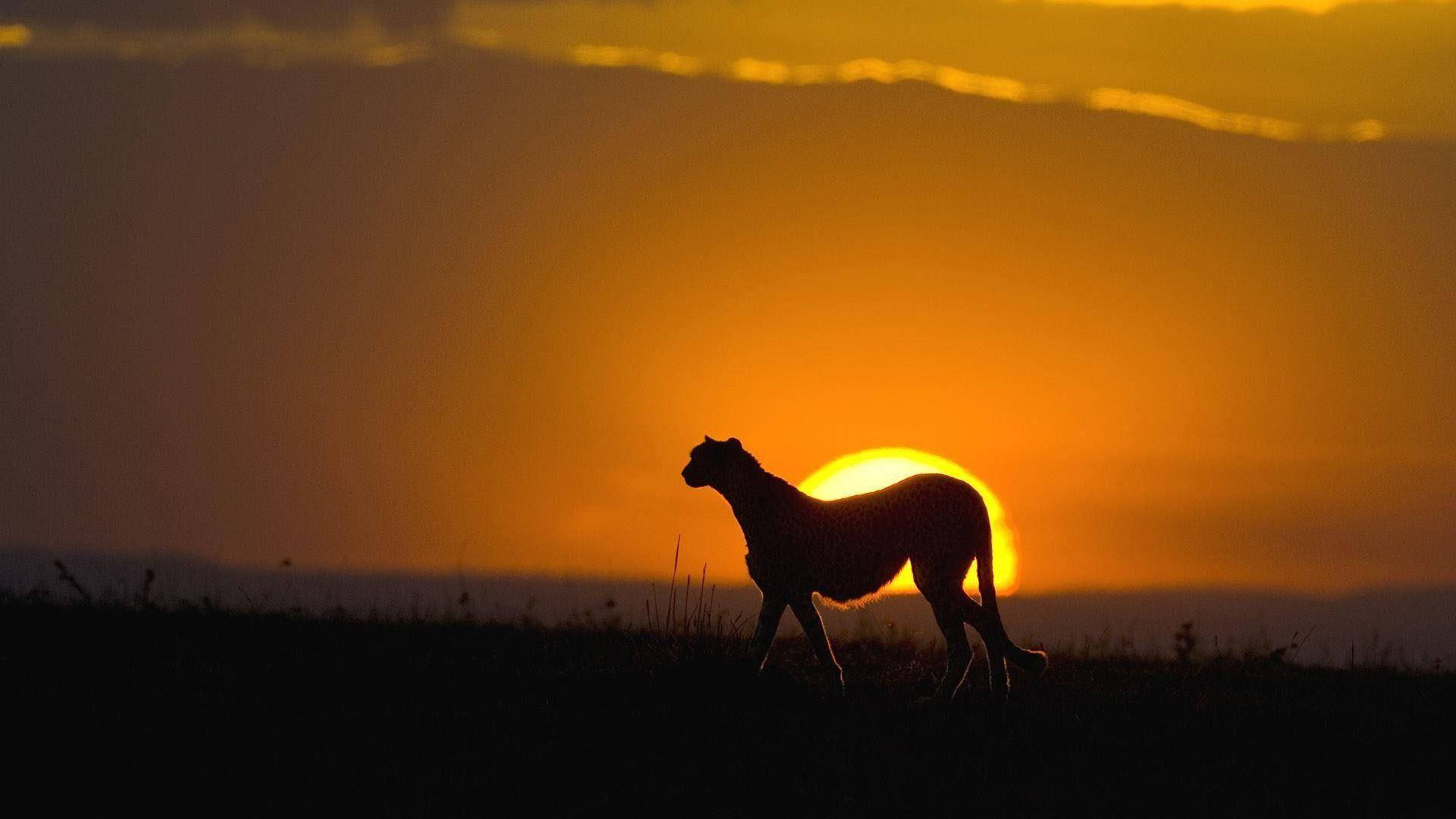 Kenya, wild cheetah, fiery sunset, Full HD Desktop Wallpaper