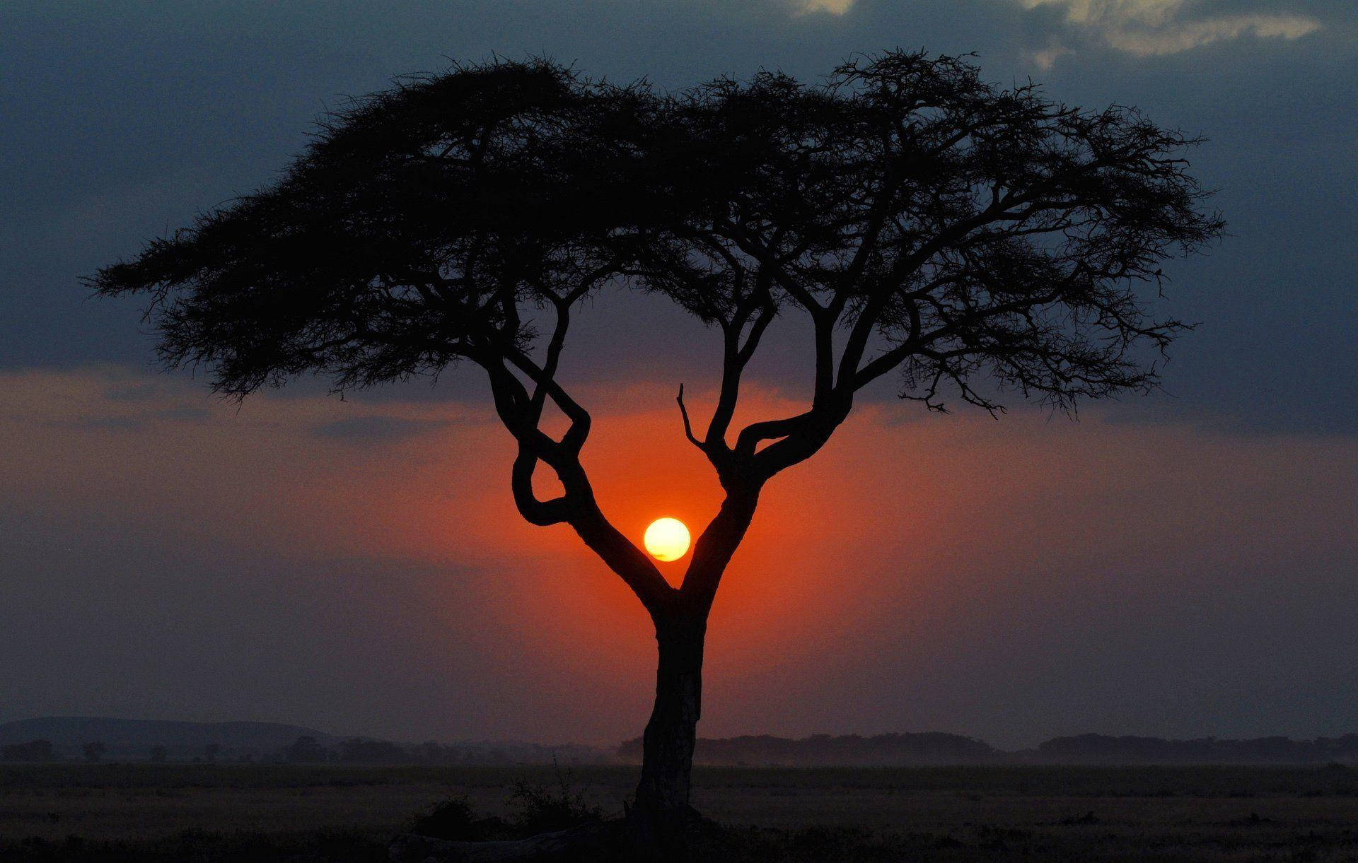 Kenya, umbrella tree, sunset, Full HD Desktop Wallpaper