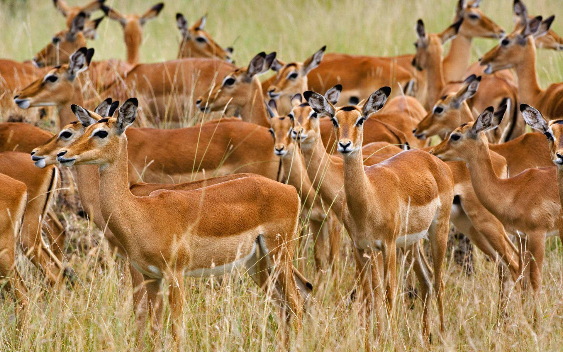 impala, Kenya, golden grass, Full HD Desktop Wallpaper