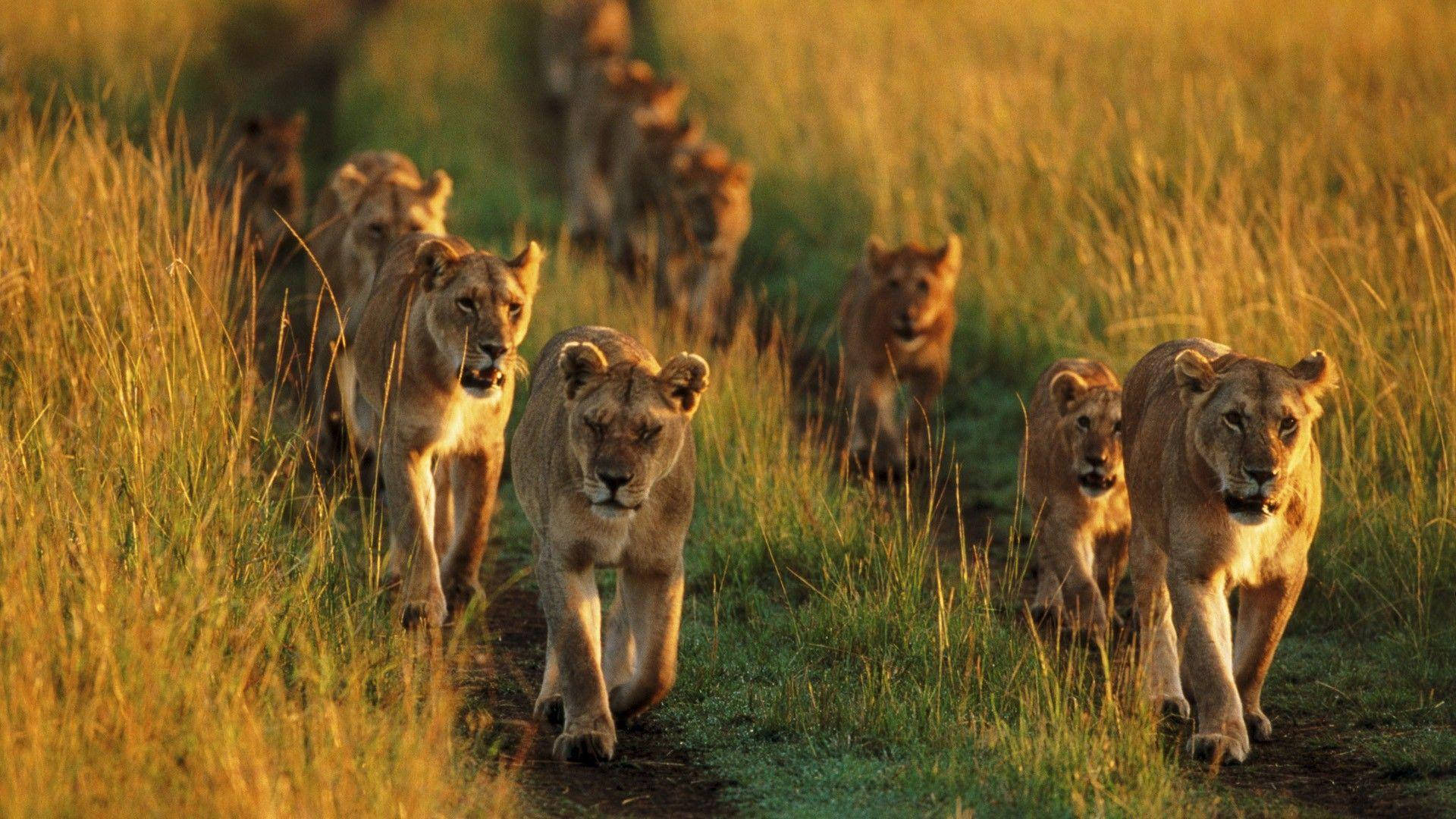 lions pack, Kenya, golden grass, Full HD Desktop Wallpaper