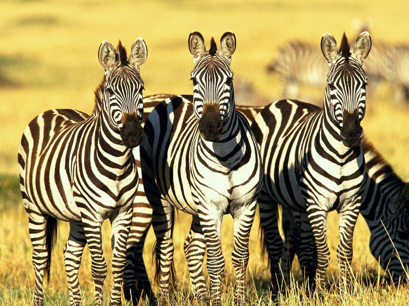 Kenya, zebras, golden grass, HD Desktop Wallpaper