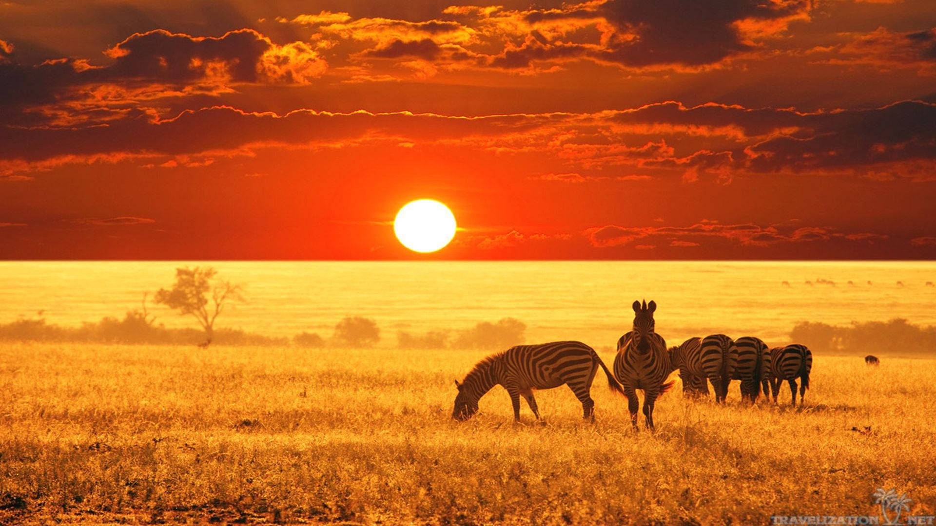 Kenya, zebras, golden grass, Full HD Desktop Wallpaper