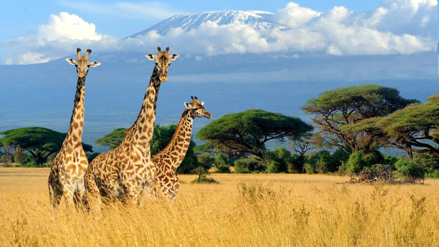 three giraffes, Kenya field, golden grass, HD Desktop Wallpaper