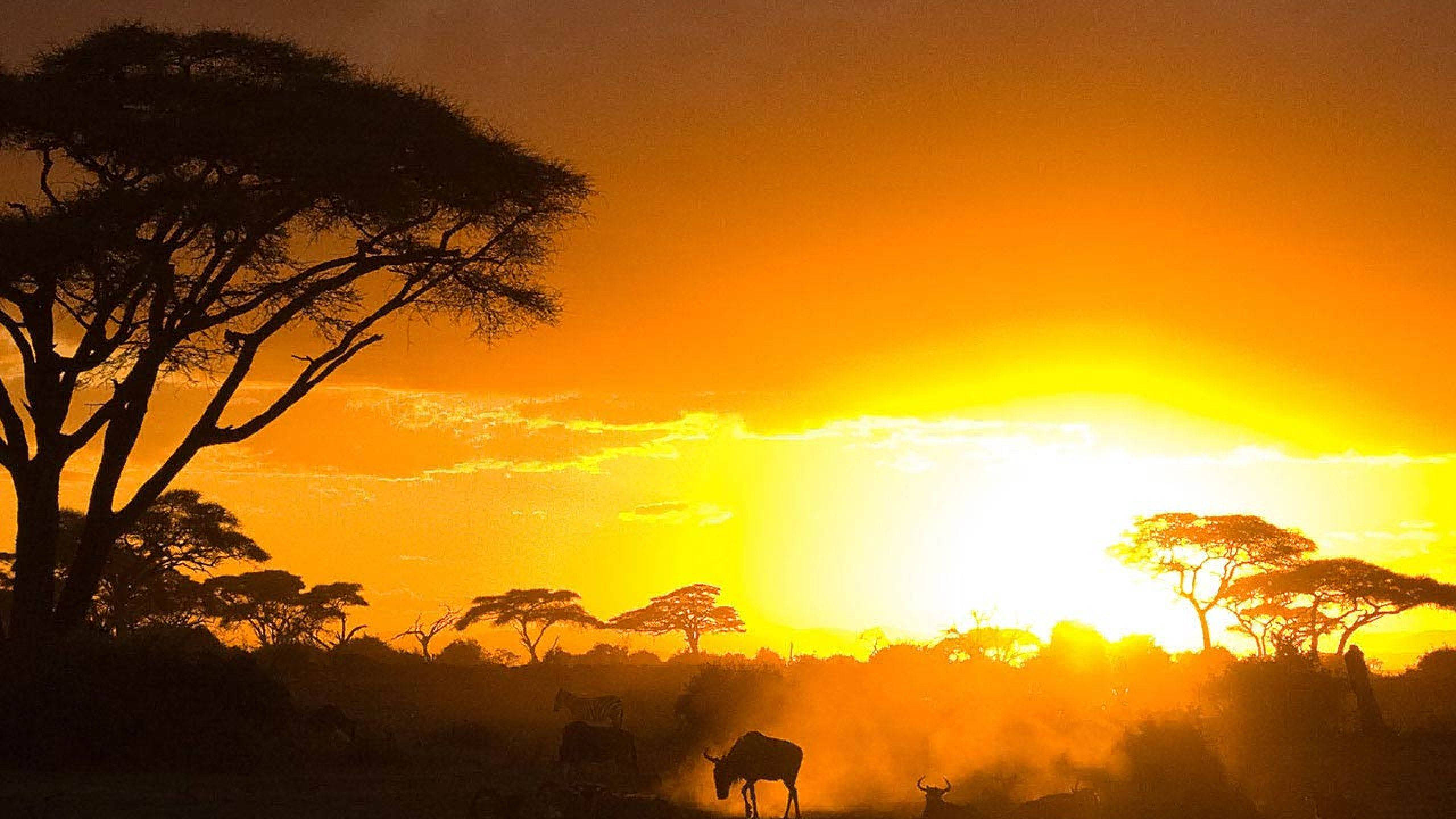 acacia trees, wildebeests, fiery orange sunset, 2K Desktop Wallpaper