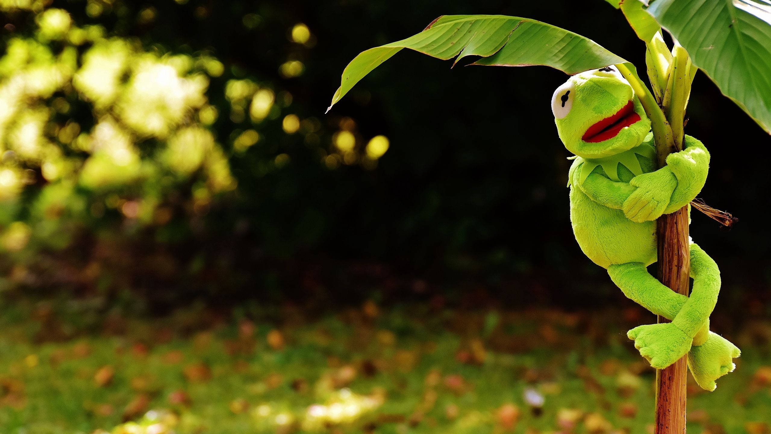 Kermit the Frog, banana plant, sunlit garden, 2K Desktop Wallpaper