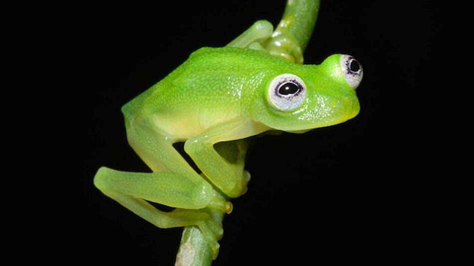Kermit The Frog, tree frog, translucent green glass frog, SD Desktop Wallpaper