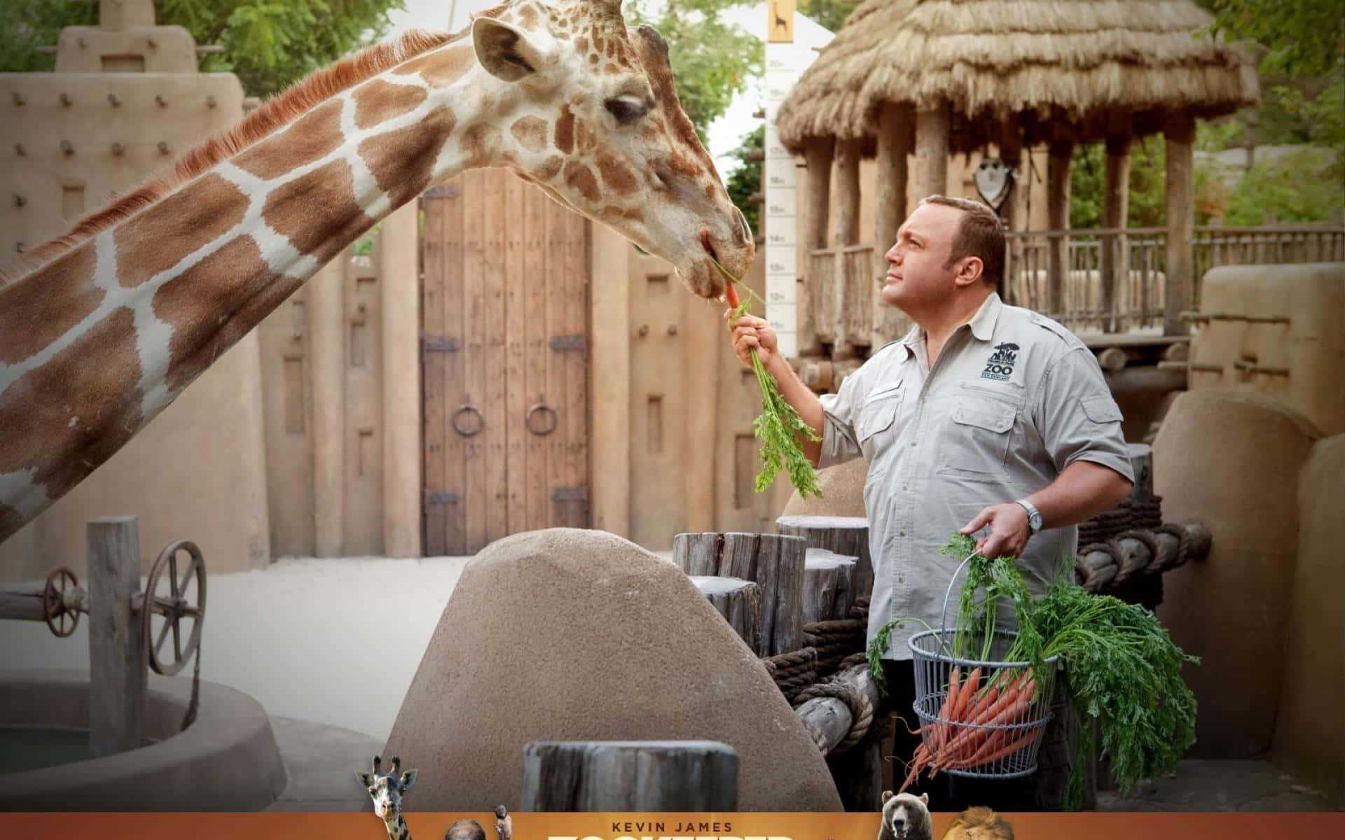 Kevin James, giraffe, carrot, Full HD Desktop Wallpaper