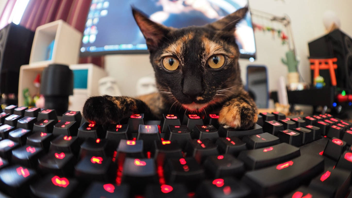 Fisheye Gamer Cat Keyboard, tortoiseshell cat, wide yellow eyes, HD Desktop Wallpaper