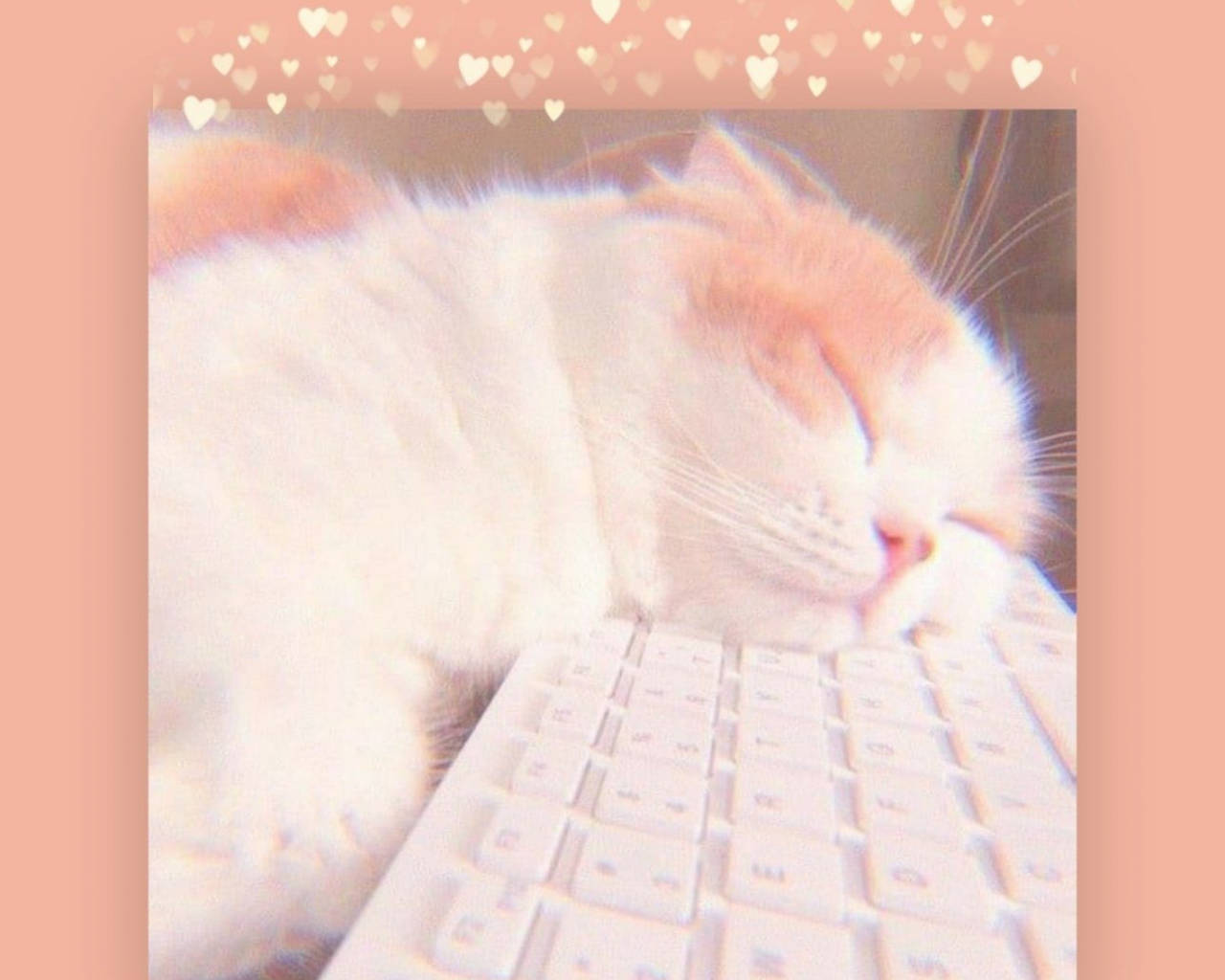 minimalist keyboard, sleepy cat, fluffy white and orange cat, HD Desktop Wallpaper