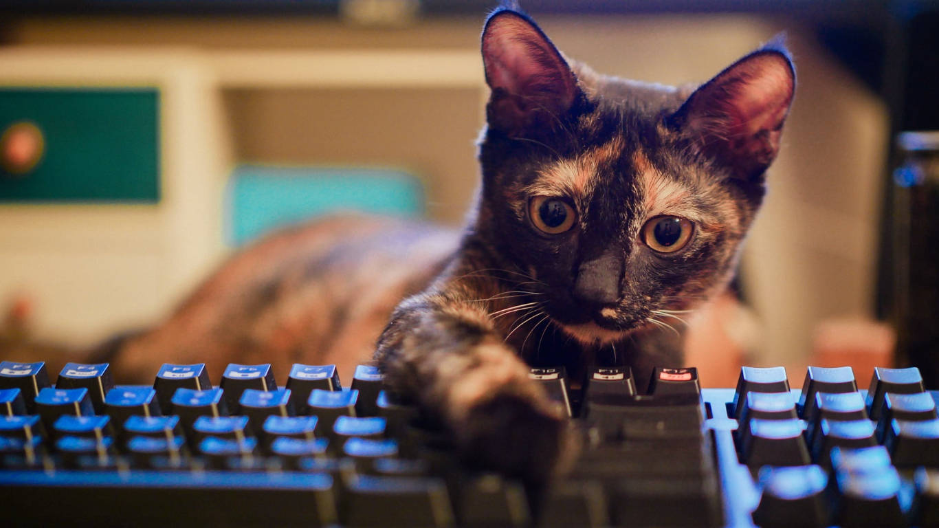 Classic Black Keyboard, tortoiseshell cat, glowing blue keyboard, HD Desktop Wallpaper