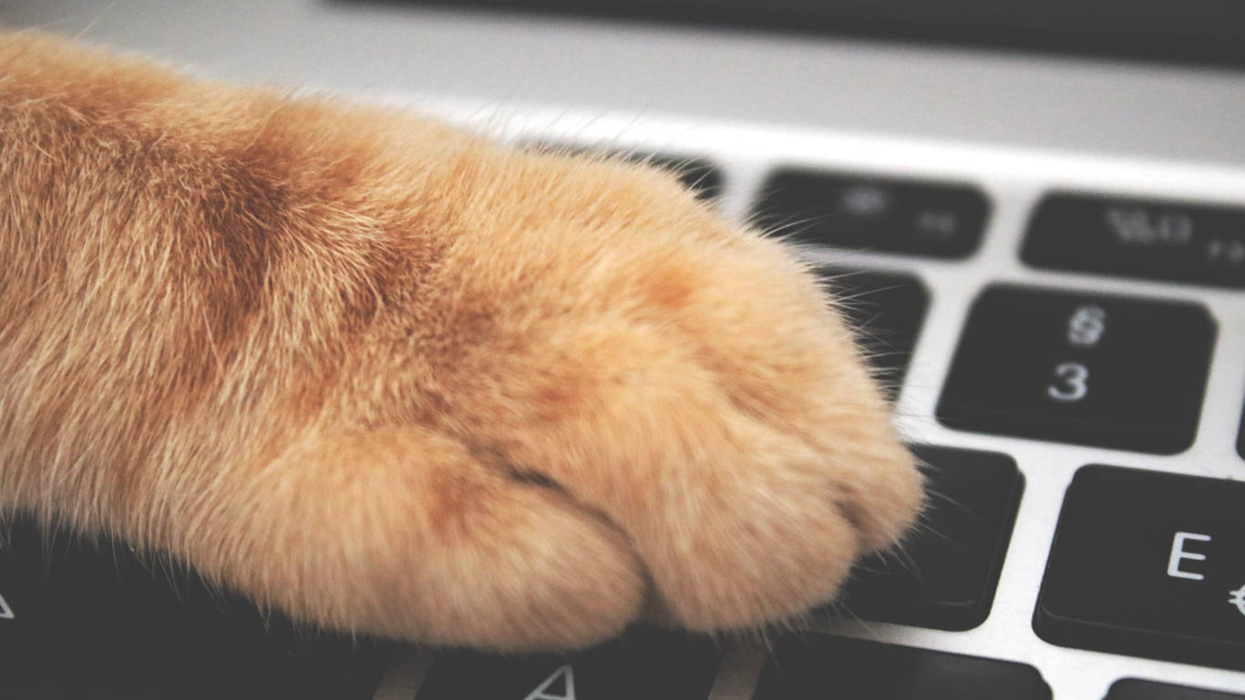 Cat Paw Minimalist Keyboard, fluffy ginger cat paw, laptop keyboard, HD Desktop Wallpaper