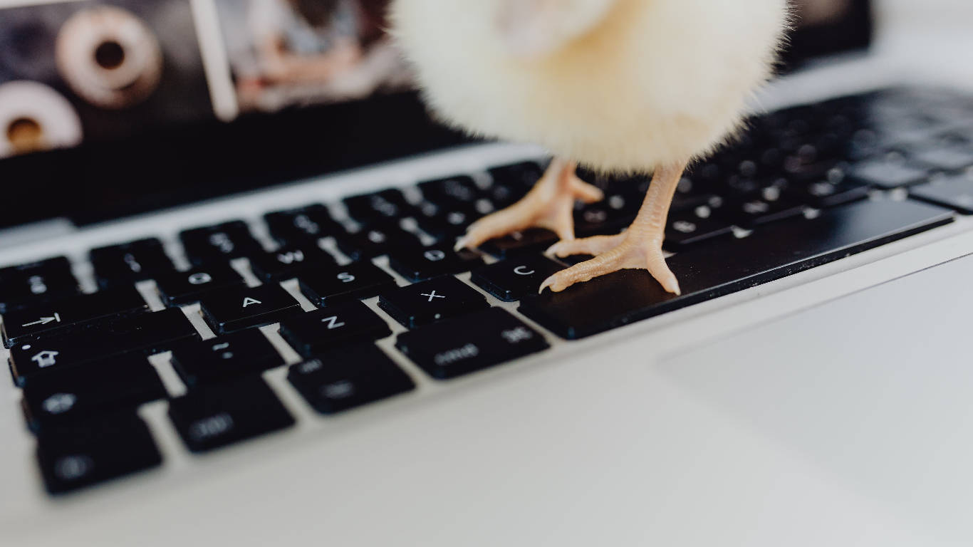 classic keyboard, fluffy yellow chick, black laptop keyboard, HD Desktop Wallpaper
