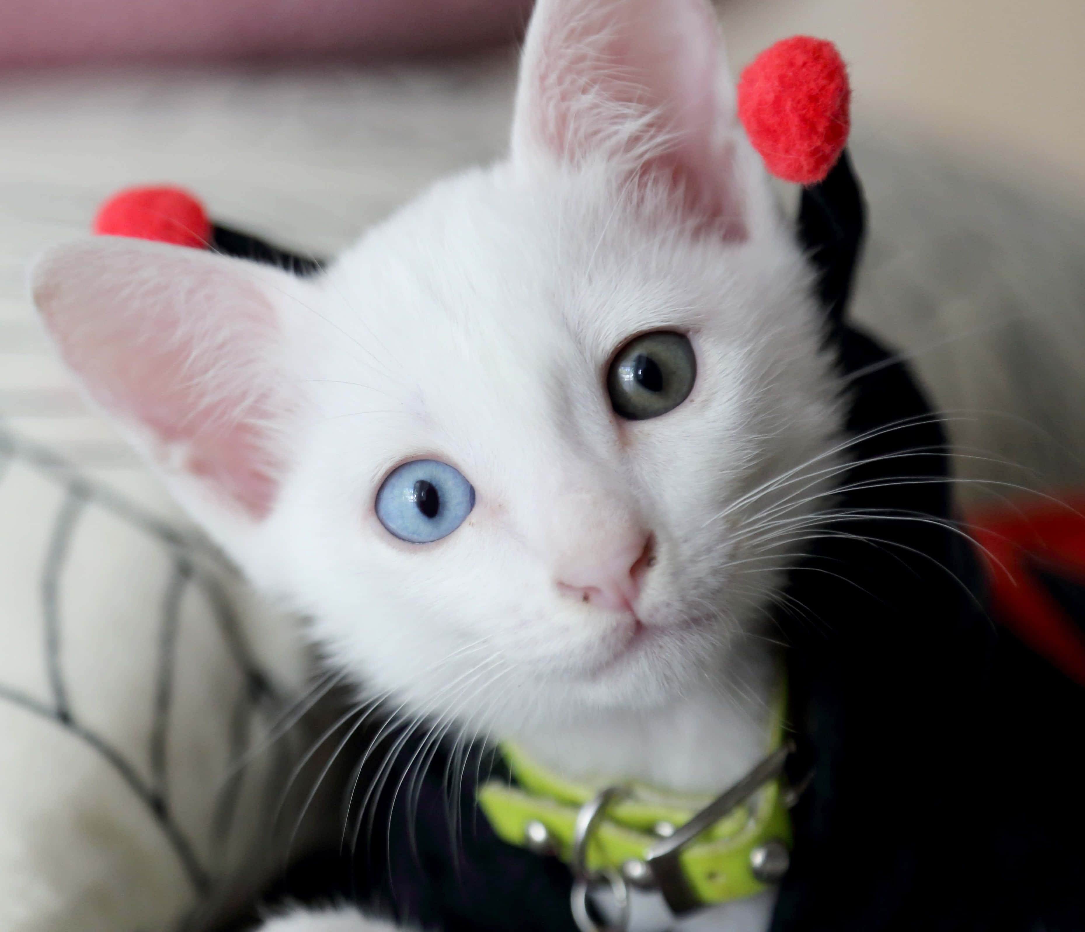Khao Manee, white kitten, mismatched blue and green eyes, 2K Desktop Wallpaper