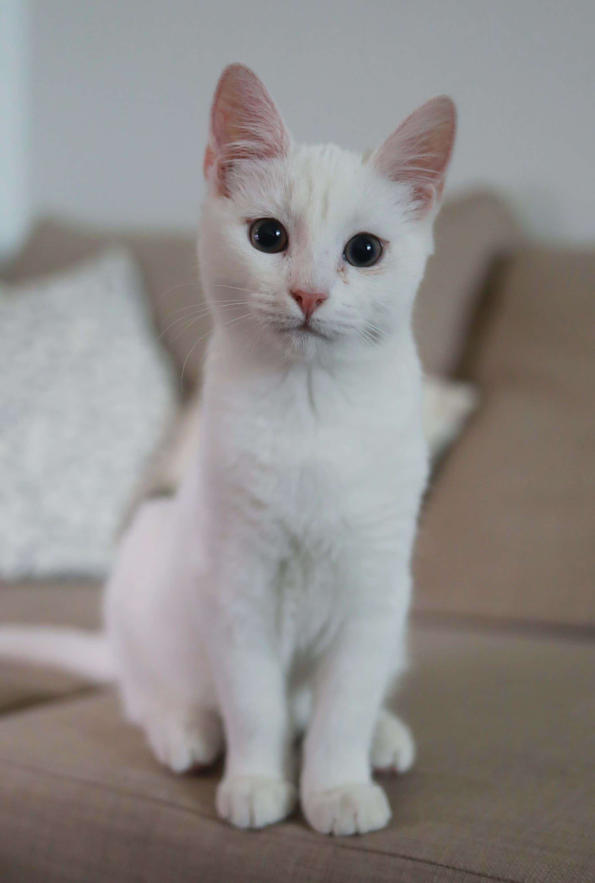 Khao Manee, white kitten, big dark eyes, 2K Phone Wallpaper