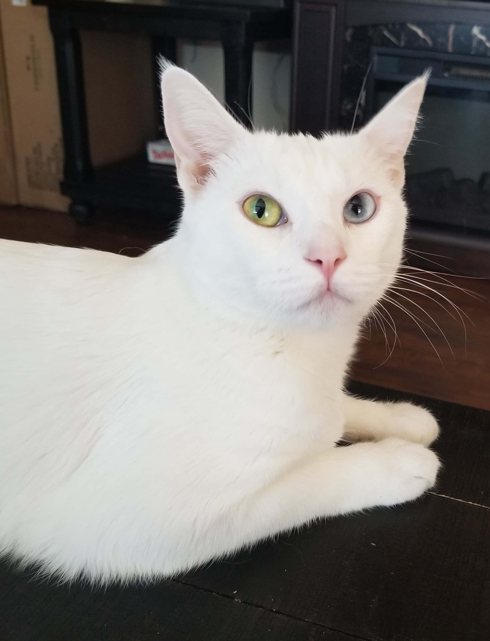 Khao Manee, fluffy white cat, mismatched green and blue eyes, 2K Phone Wallpaper